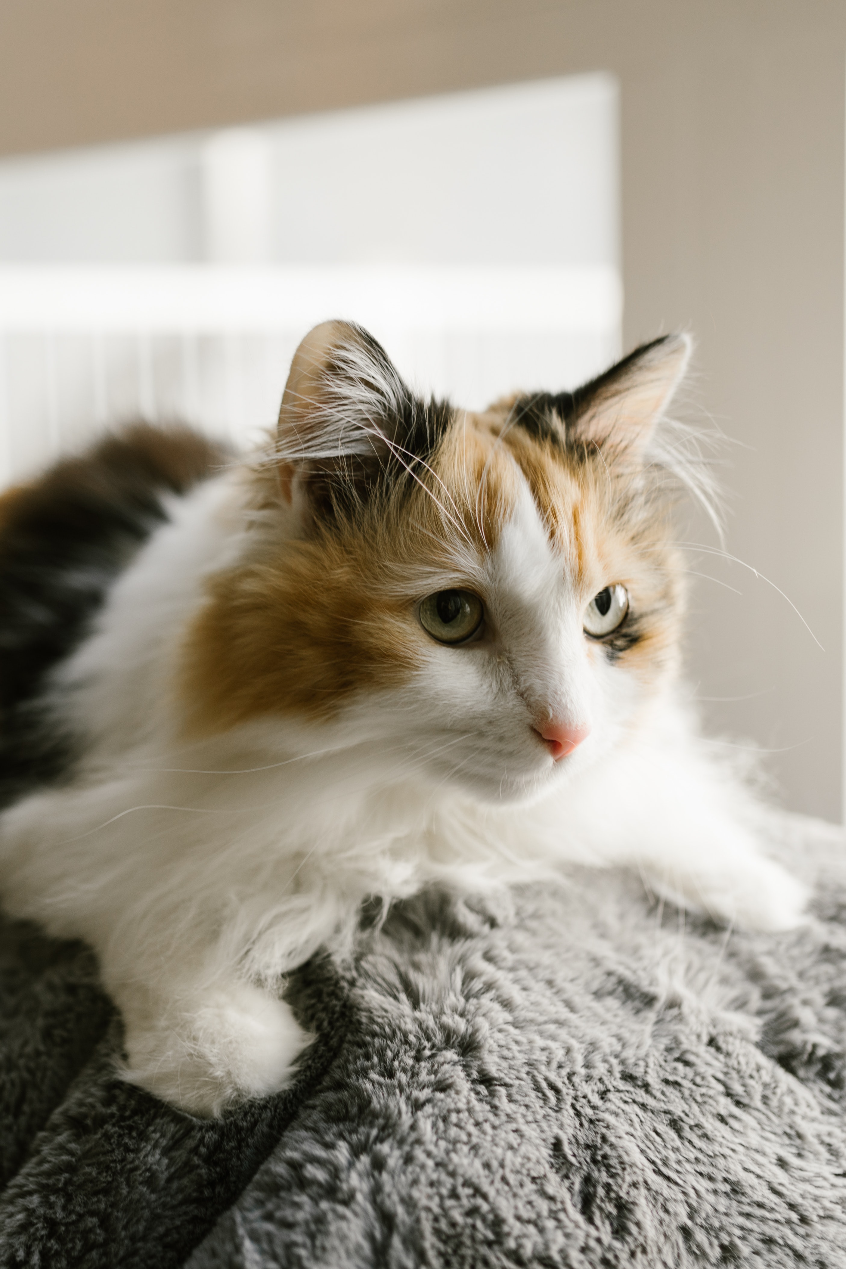 Calico Cat Wallpapers