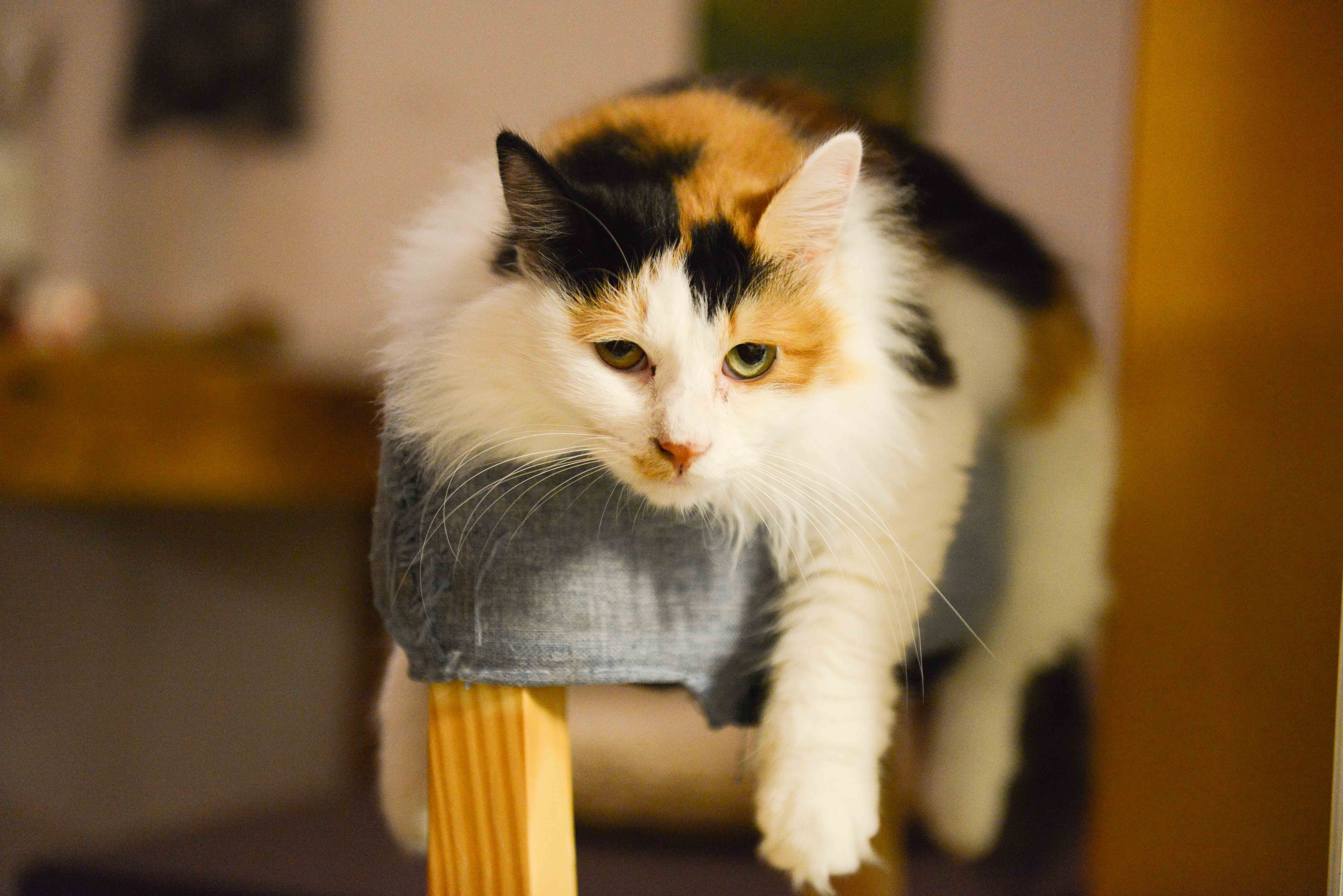 Calico Cat Wallpapers