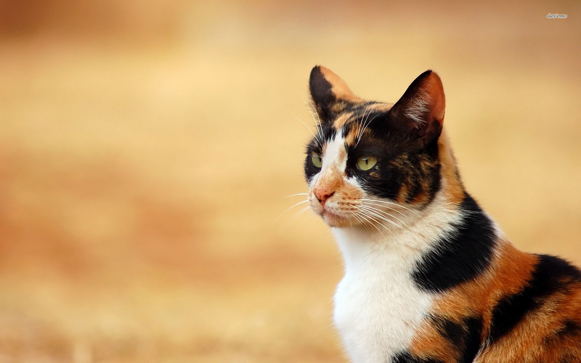 Calico Cat Wallpapers