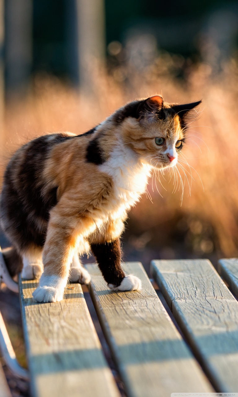 Calico Cat Wallpapers