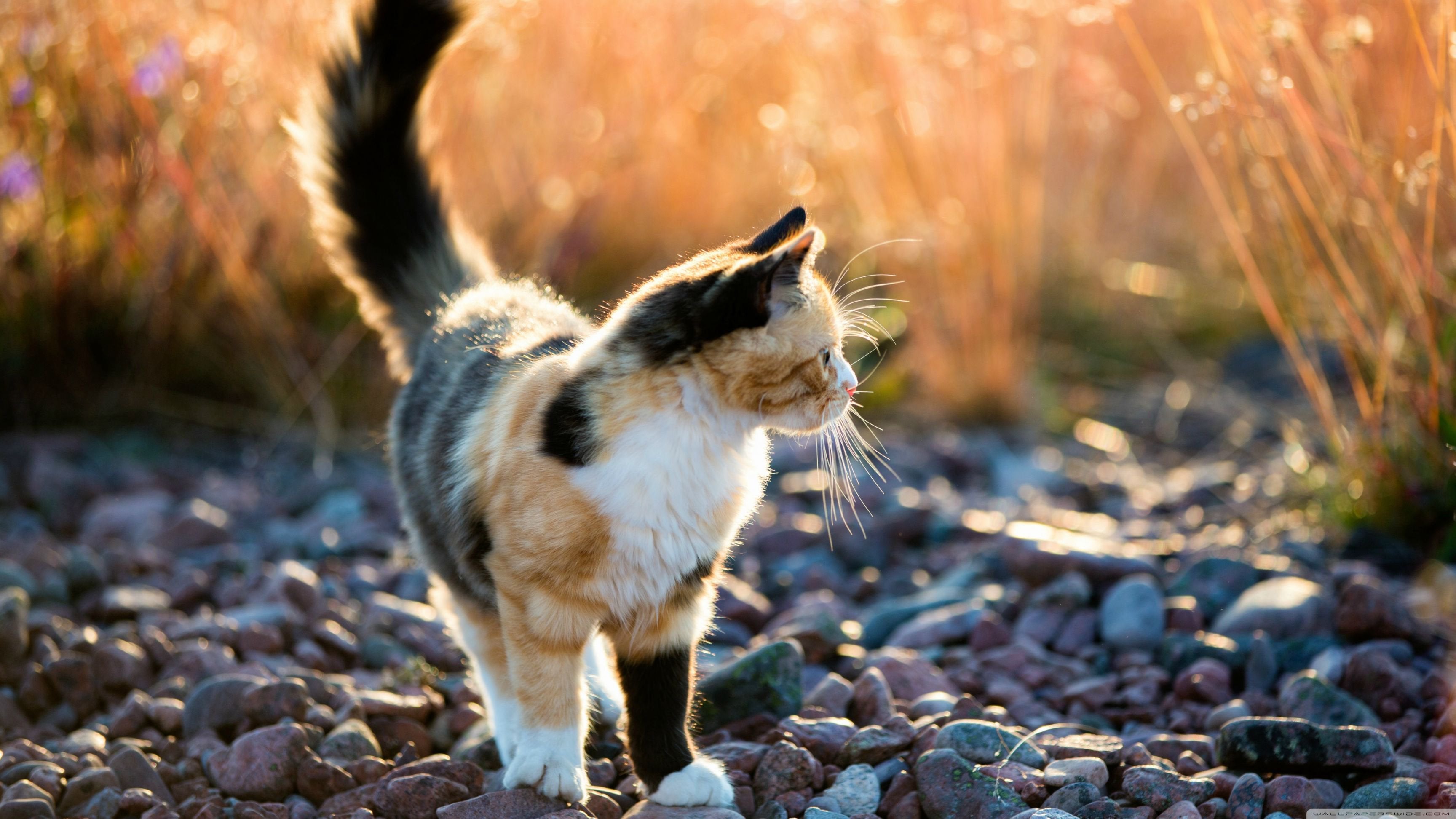 Calico Cat Wallpapers