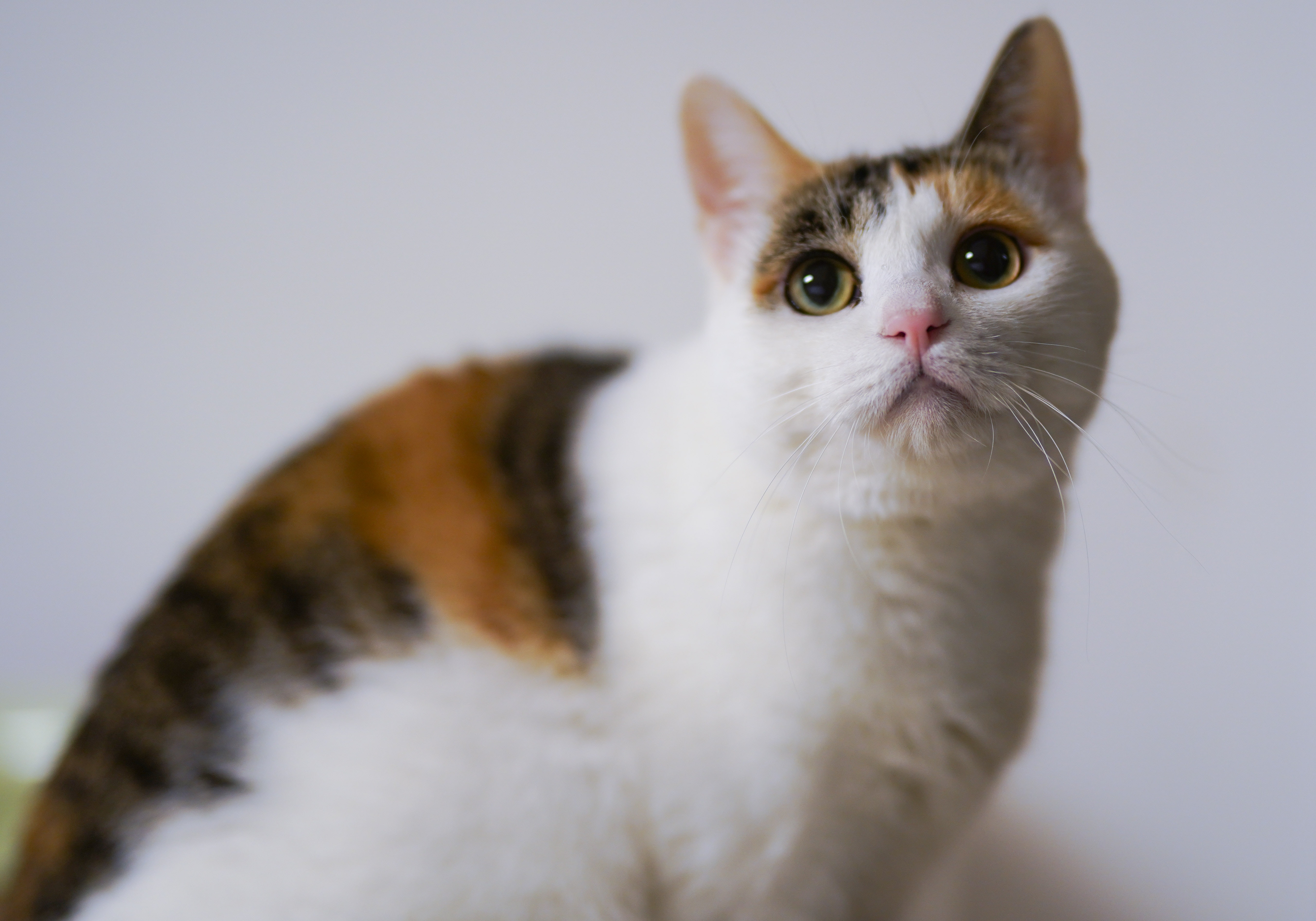 Calico Cat Wallpapers