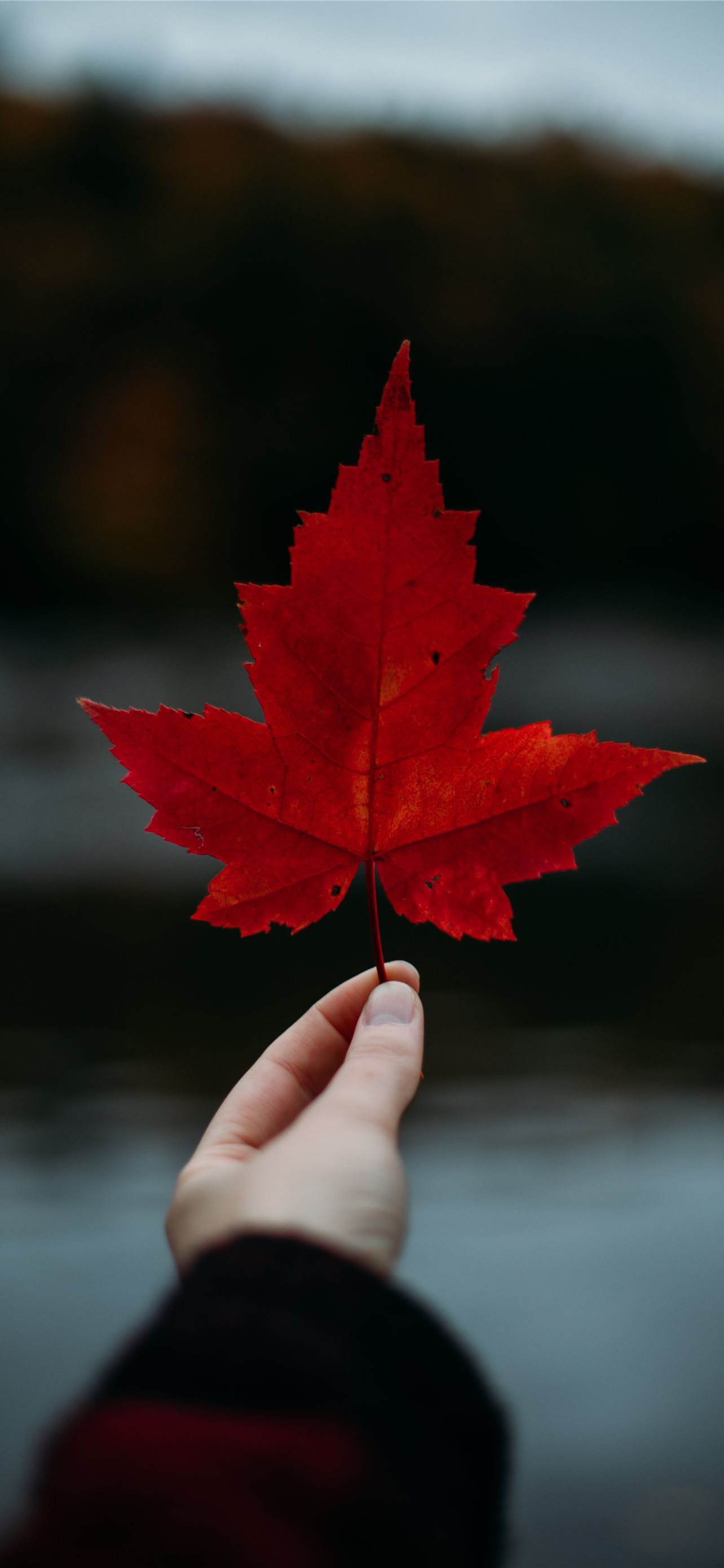 Canada Flag For Iphone Wallpapers