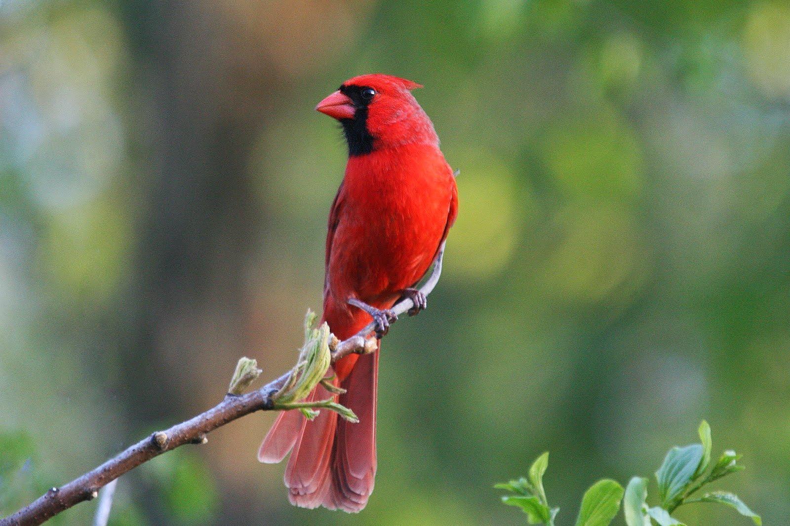 Cardinal Screensavers Wallpapers