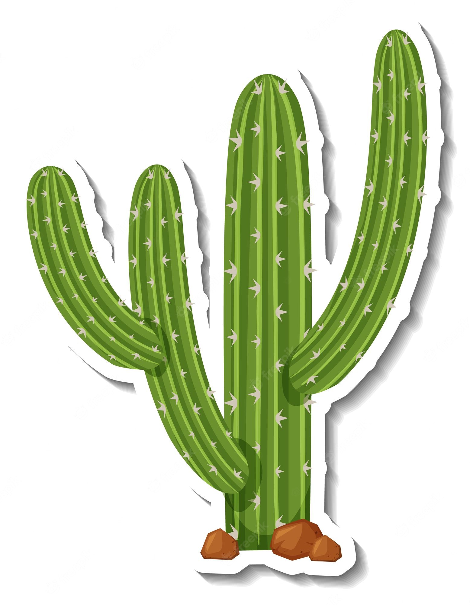 Cartoon Cactus Wallpapers