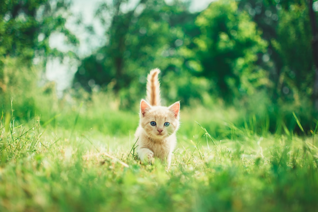 Cat Flipping Off Wallpapers