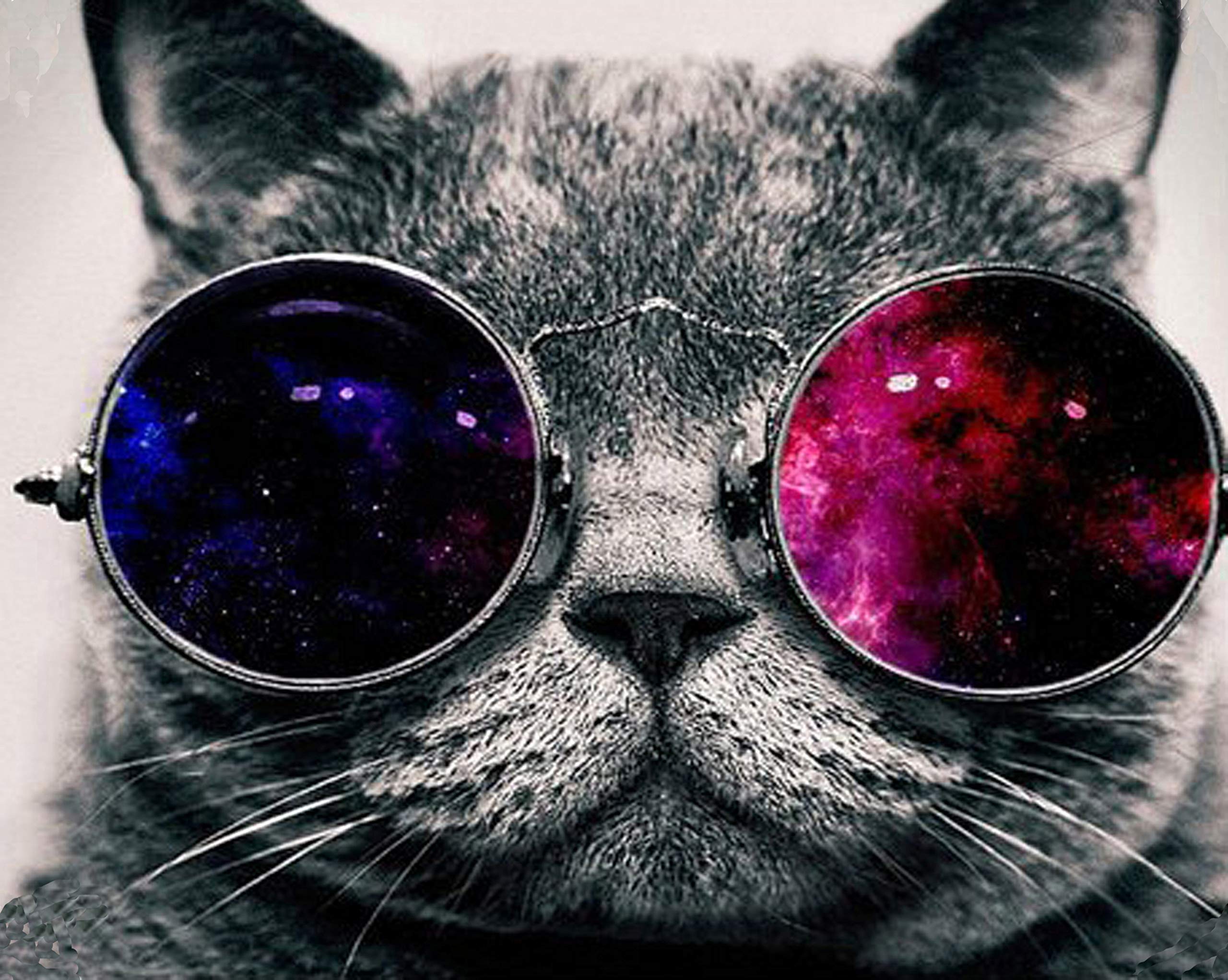 Cat Glasses Wallpapers