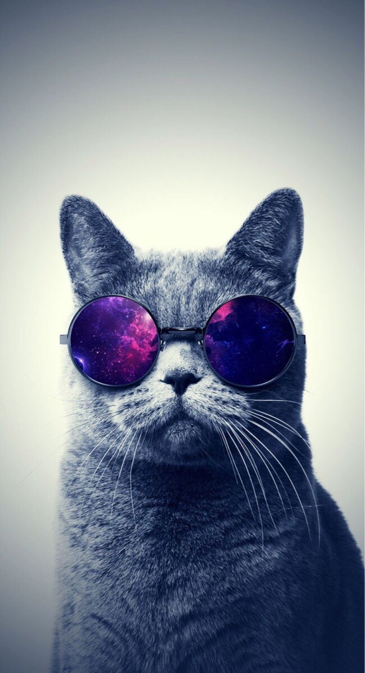 Cat Glasses Wallpapers