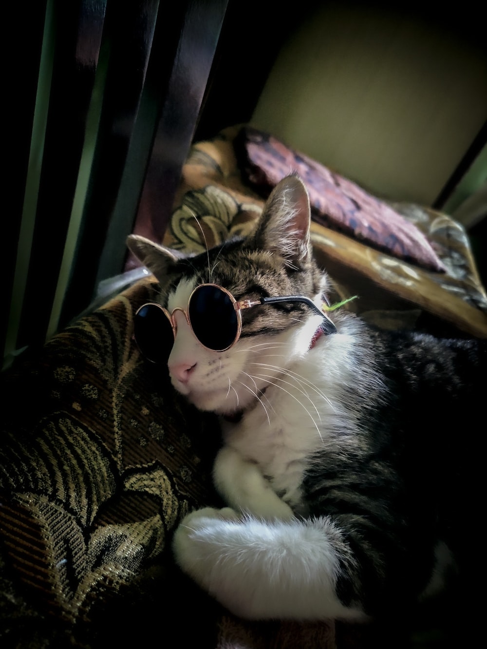 Cat Glasses Wallpapers