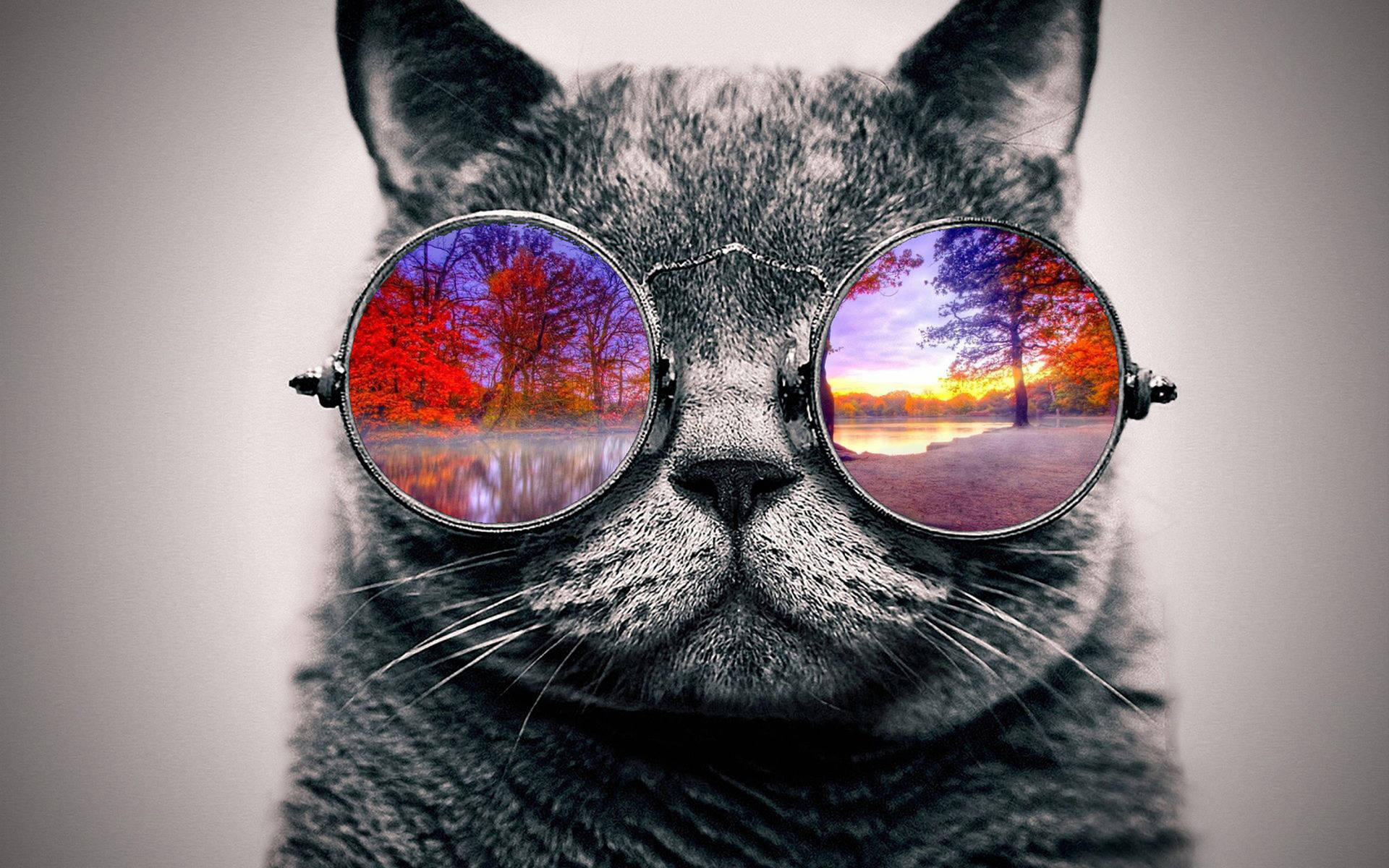 Cat Glasses Wallpapers