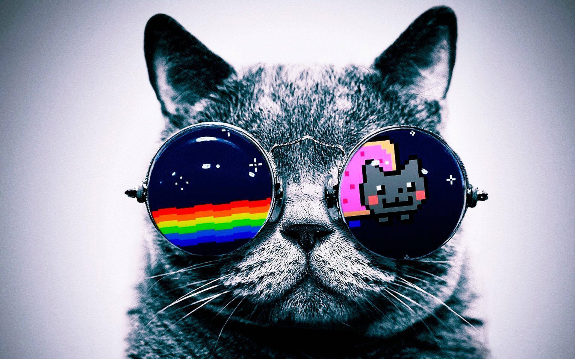 Cat Glasses Wallpapers