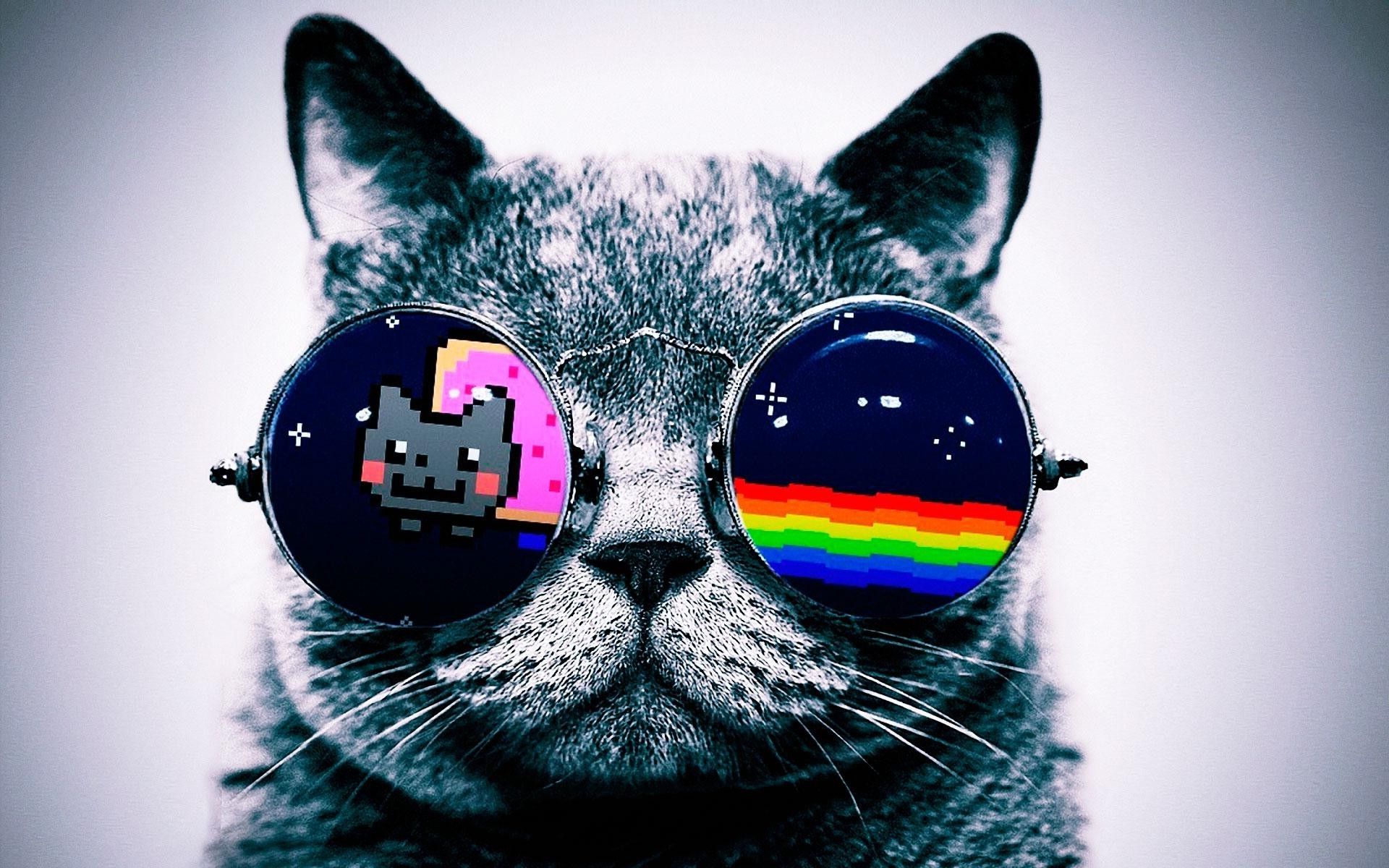 Cat Glasses Wallpapers