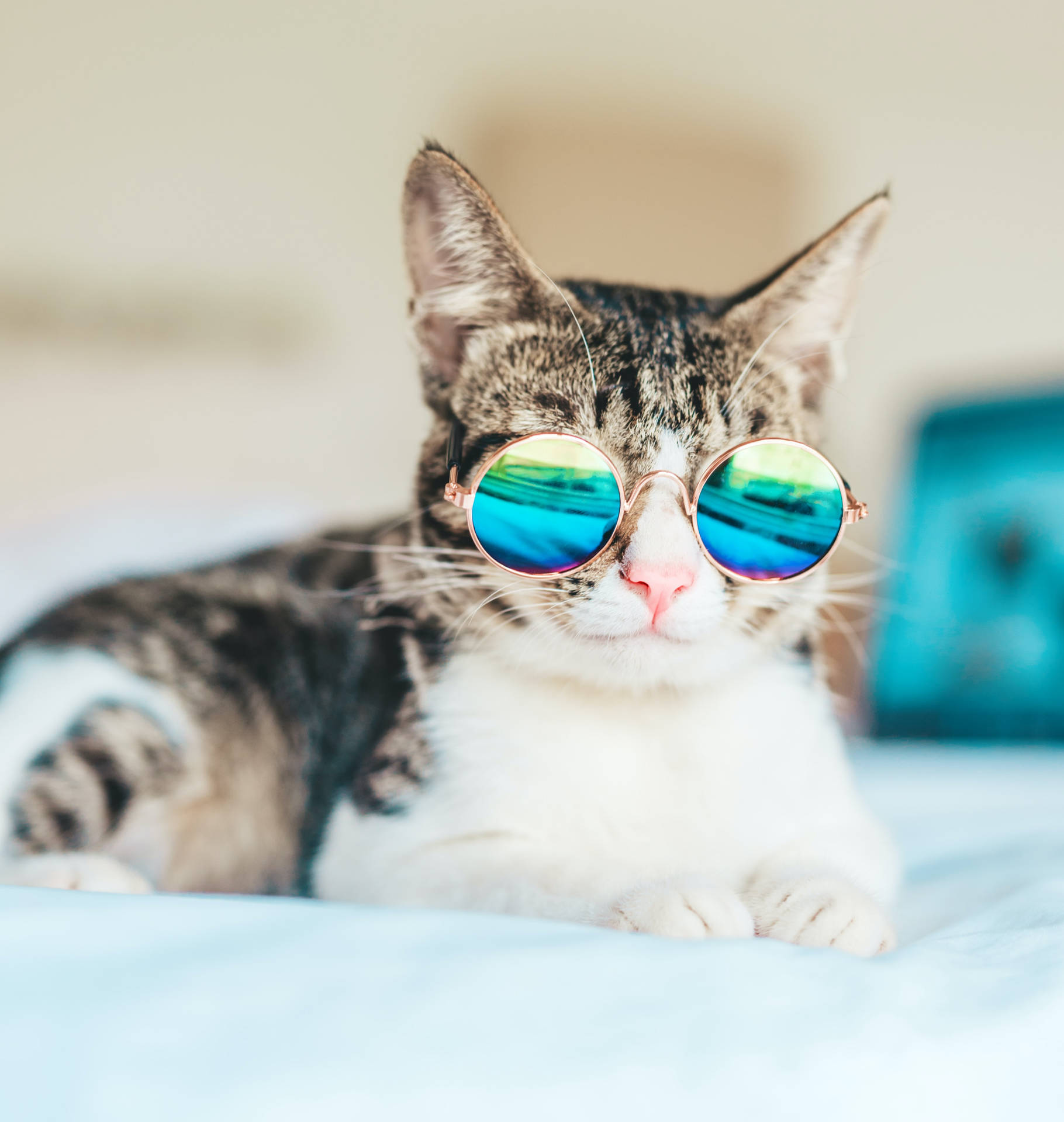 Cat Glasses Wallpapers