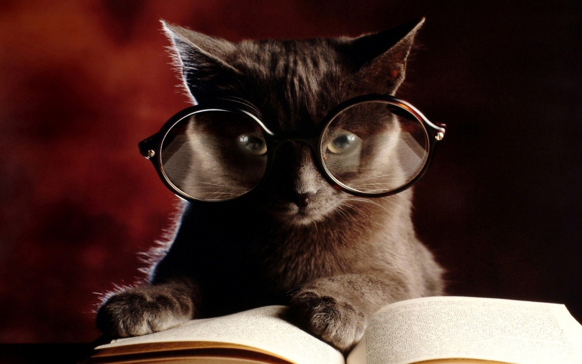 Cat Glasses Wallpapers