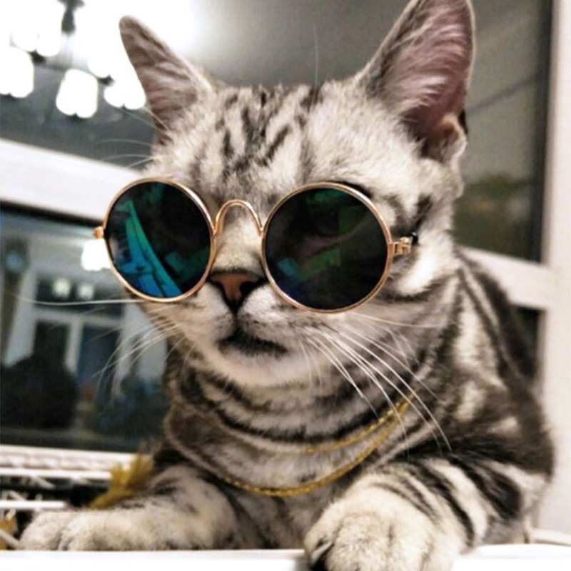 Cat Glasses Wallpapers