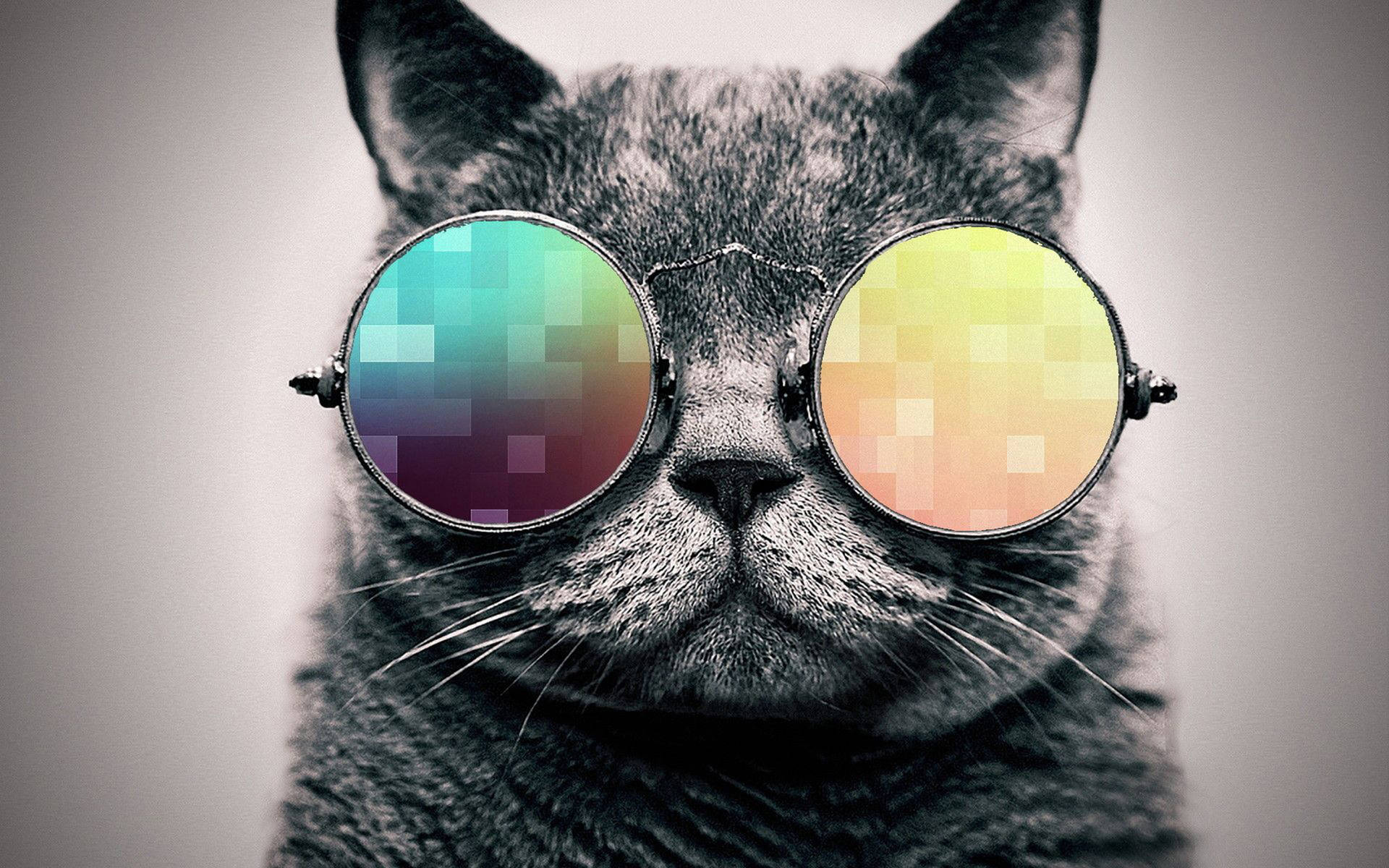 Cat Glasses Wallpapers