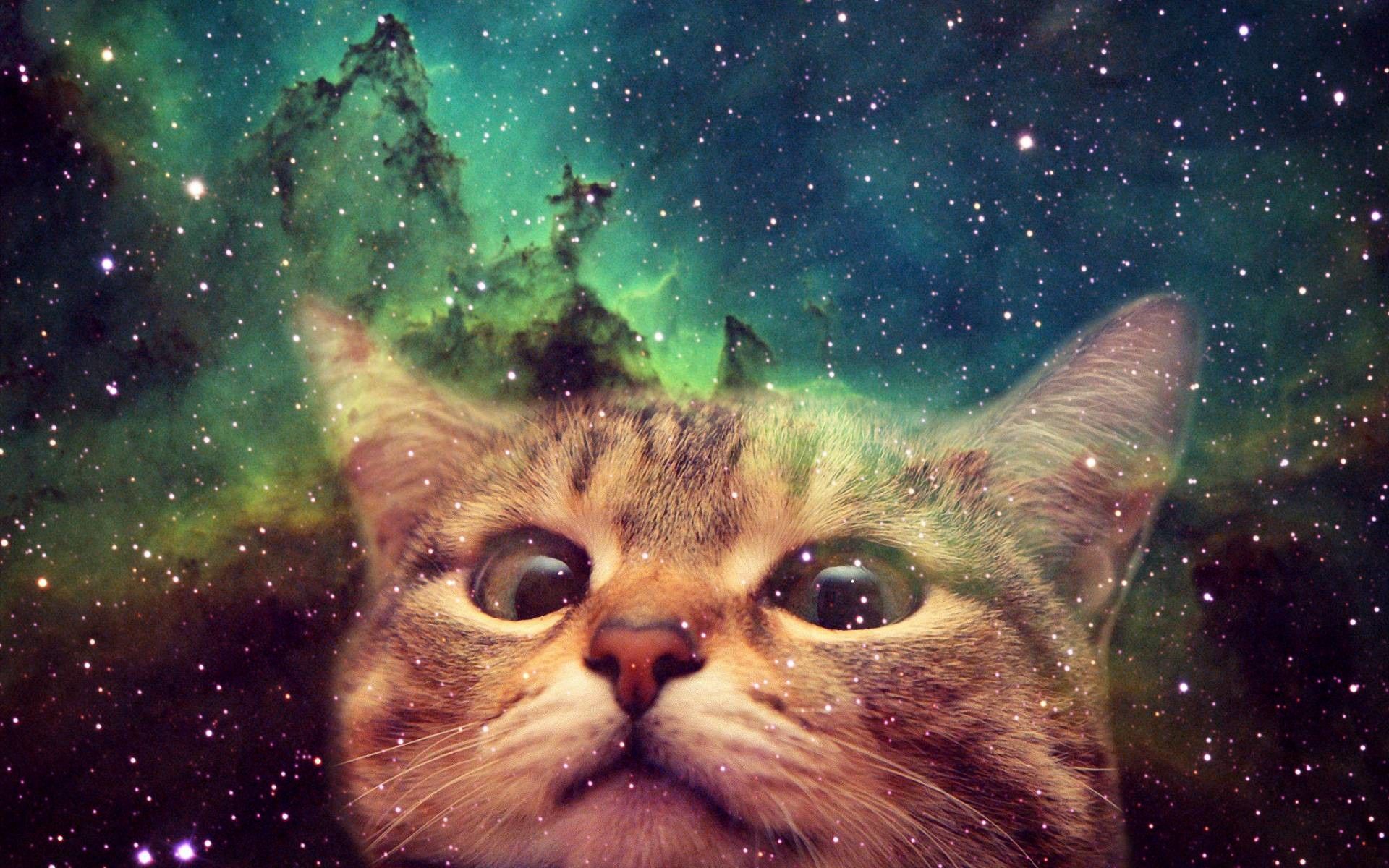 Cat Universe Wallpapers