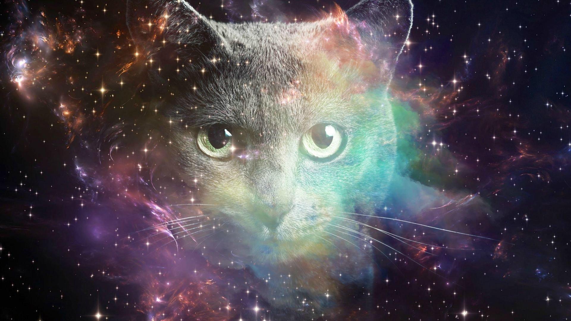 Cat Universe Wallpapers