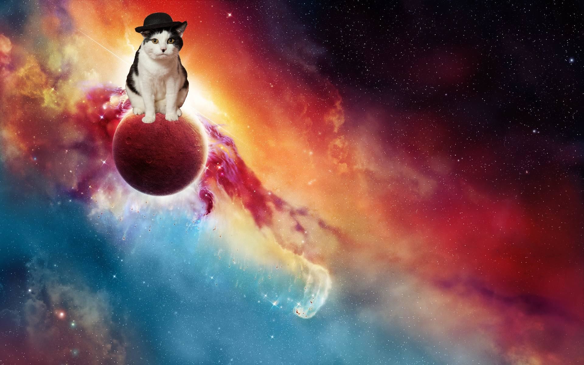 Cat Universe Wallpapers