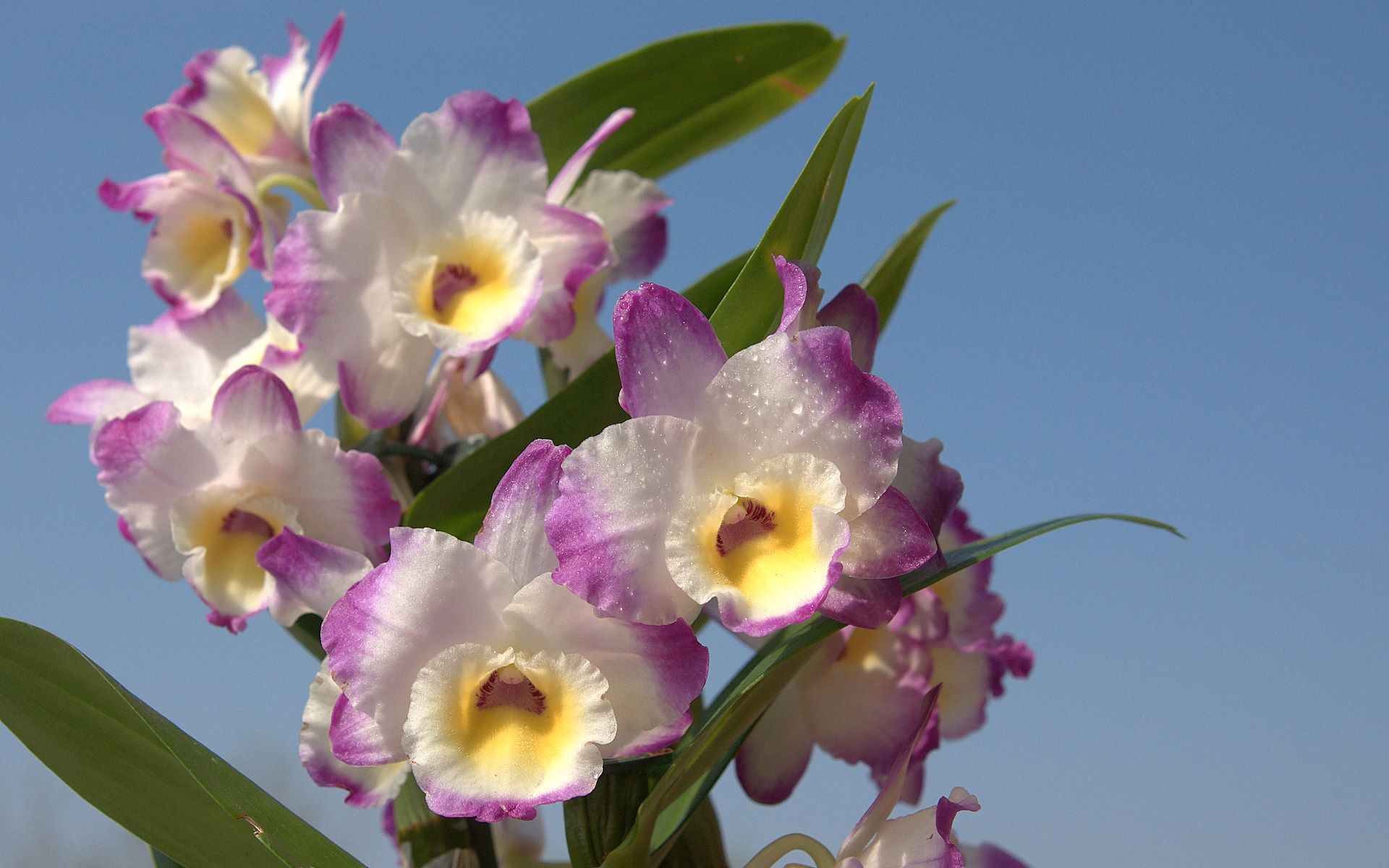 Cattleya Orchids Images Wallpapers