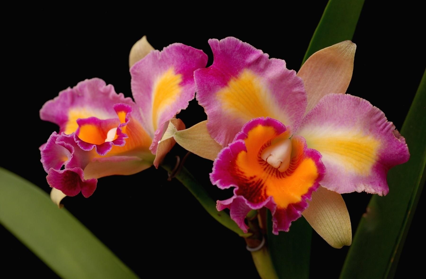 Cattleya Orchids Images Wallpapers