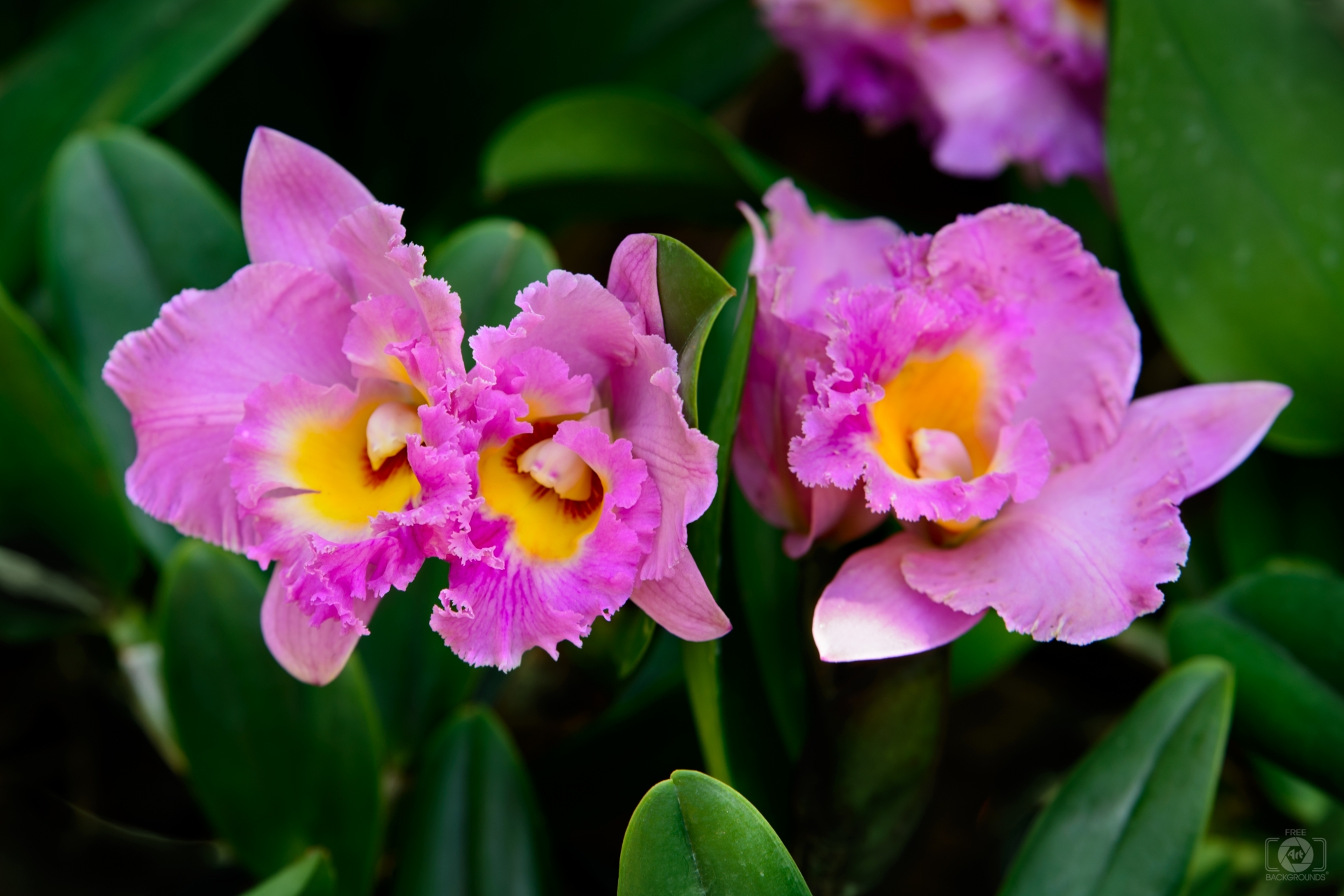 Cattleya Orchids Images Wallpapers