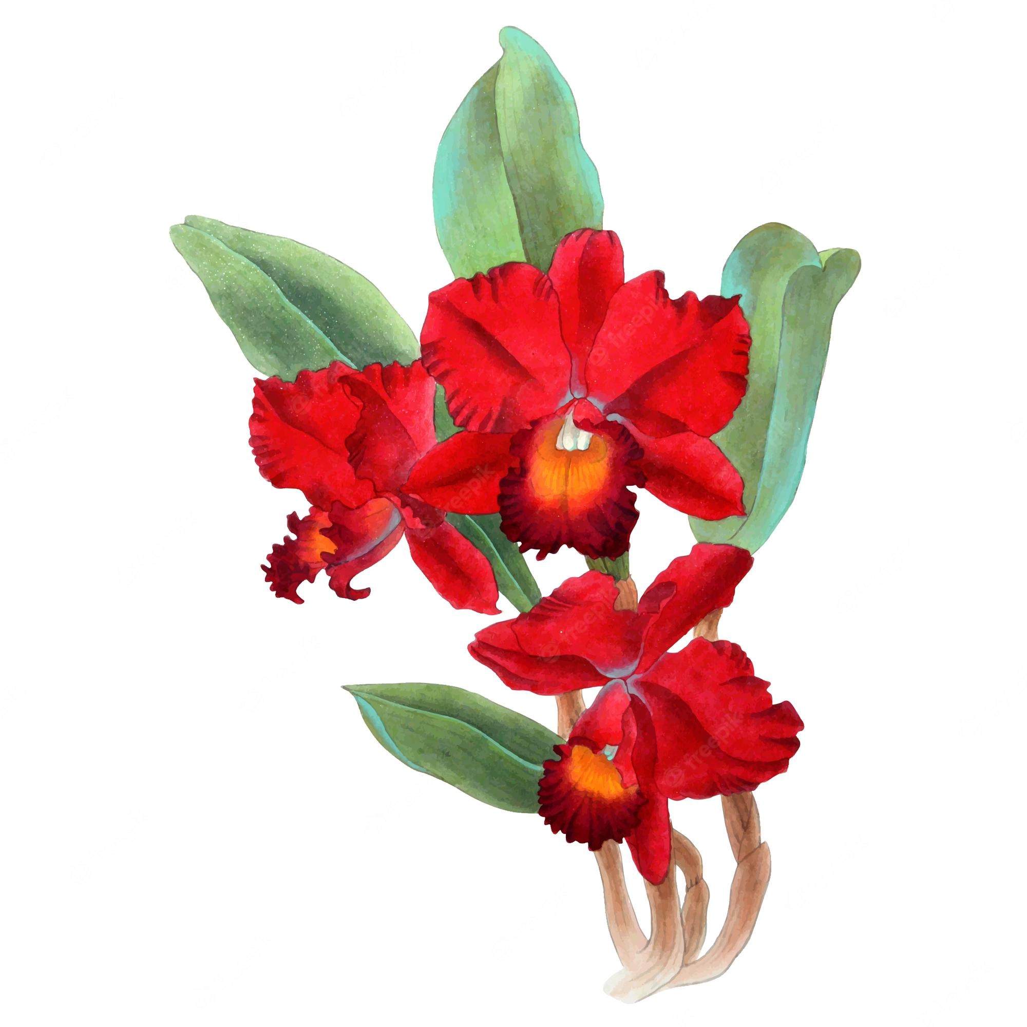 Cattleya Orchids Images Wallpapers