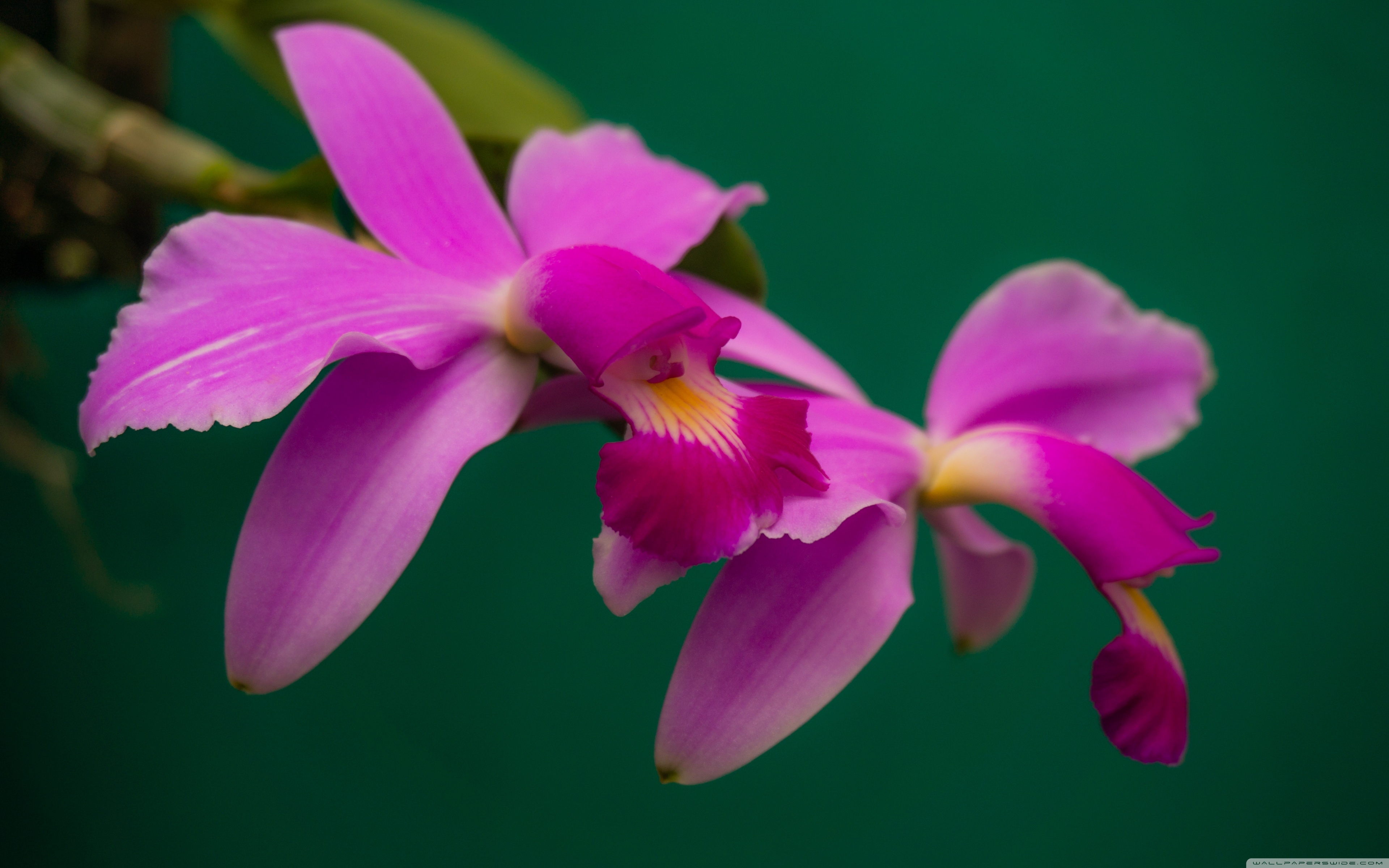 Cattleya Orchids Images Wallpapers