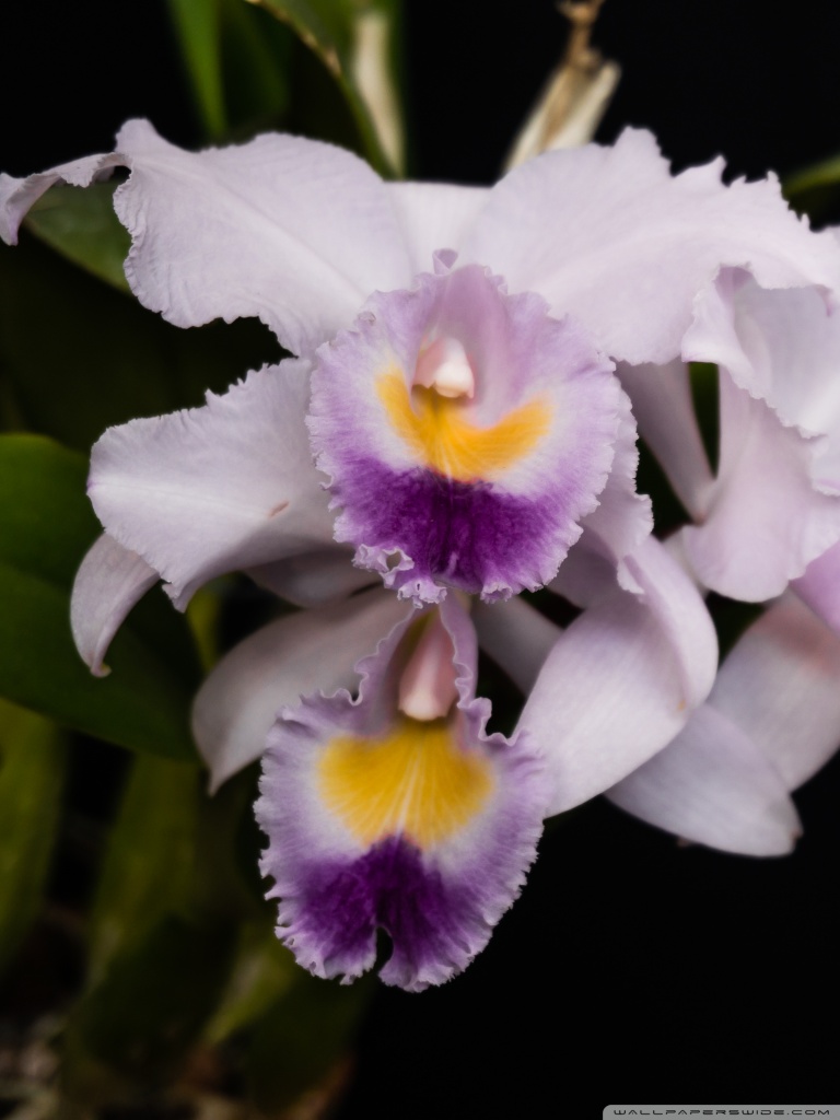 Cattleya Orchids Images Wallpapers