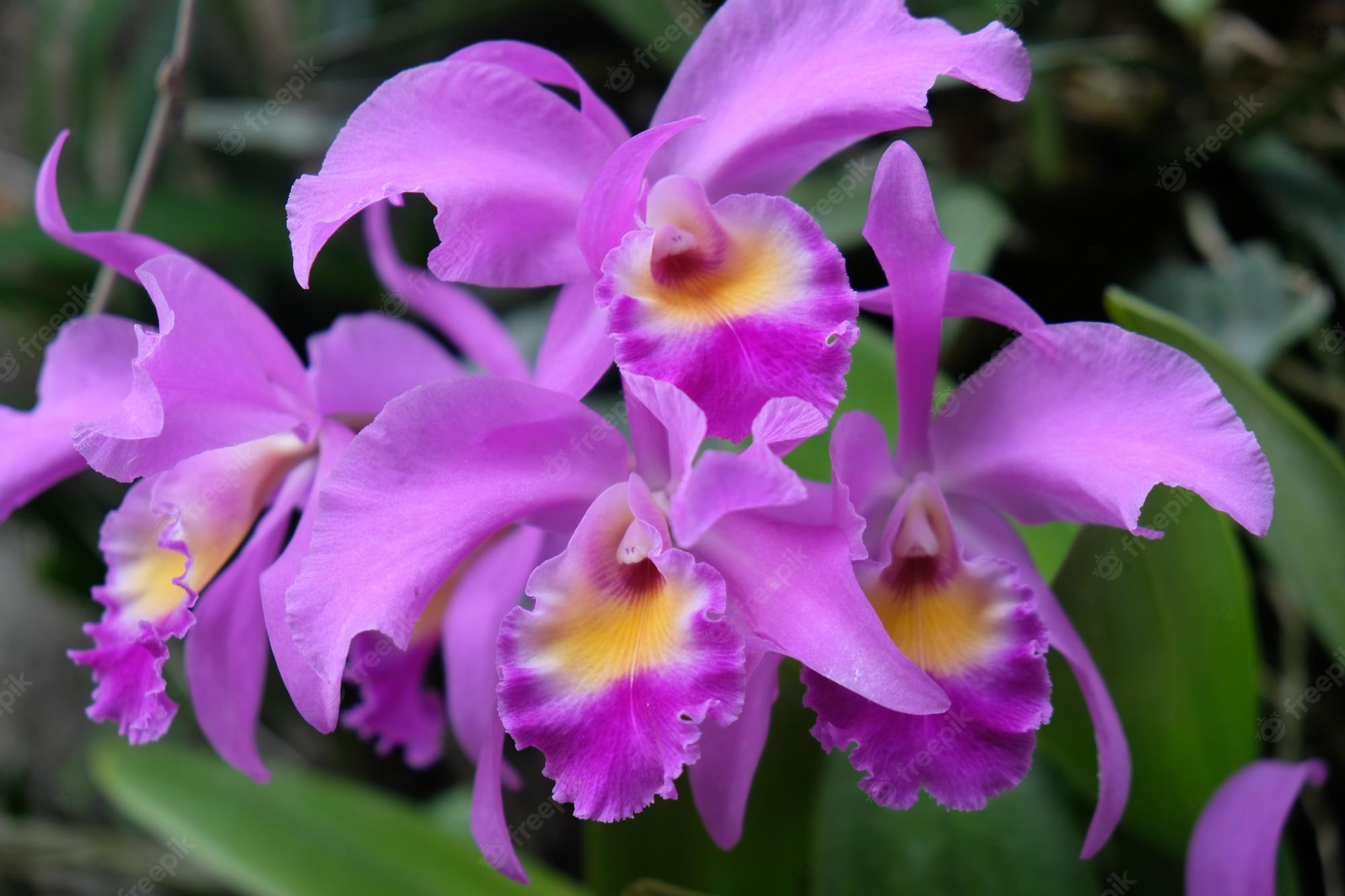 Cattleya Orchids Images Wallpapers