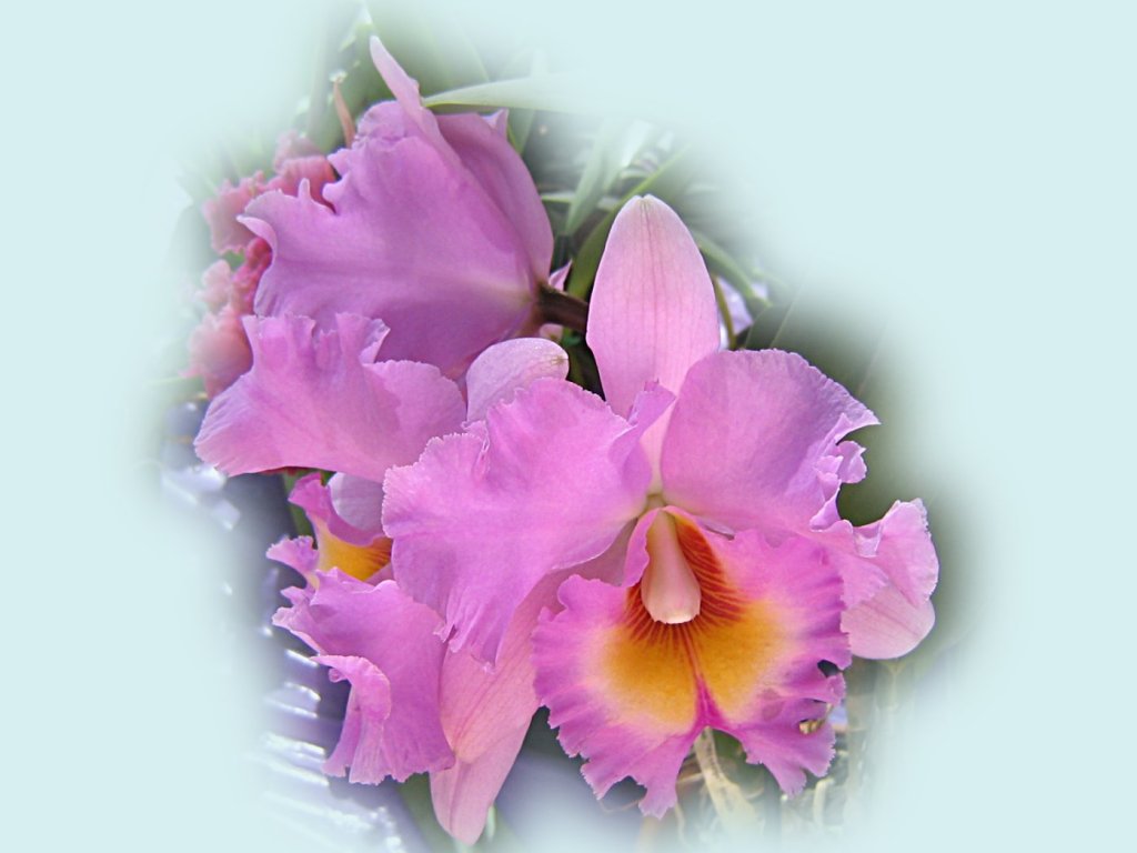 Cattleya Orchids Images Wallpapers