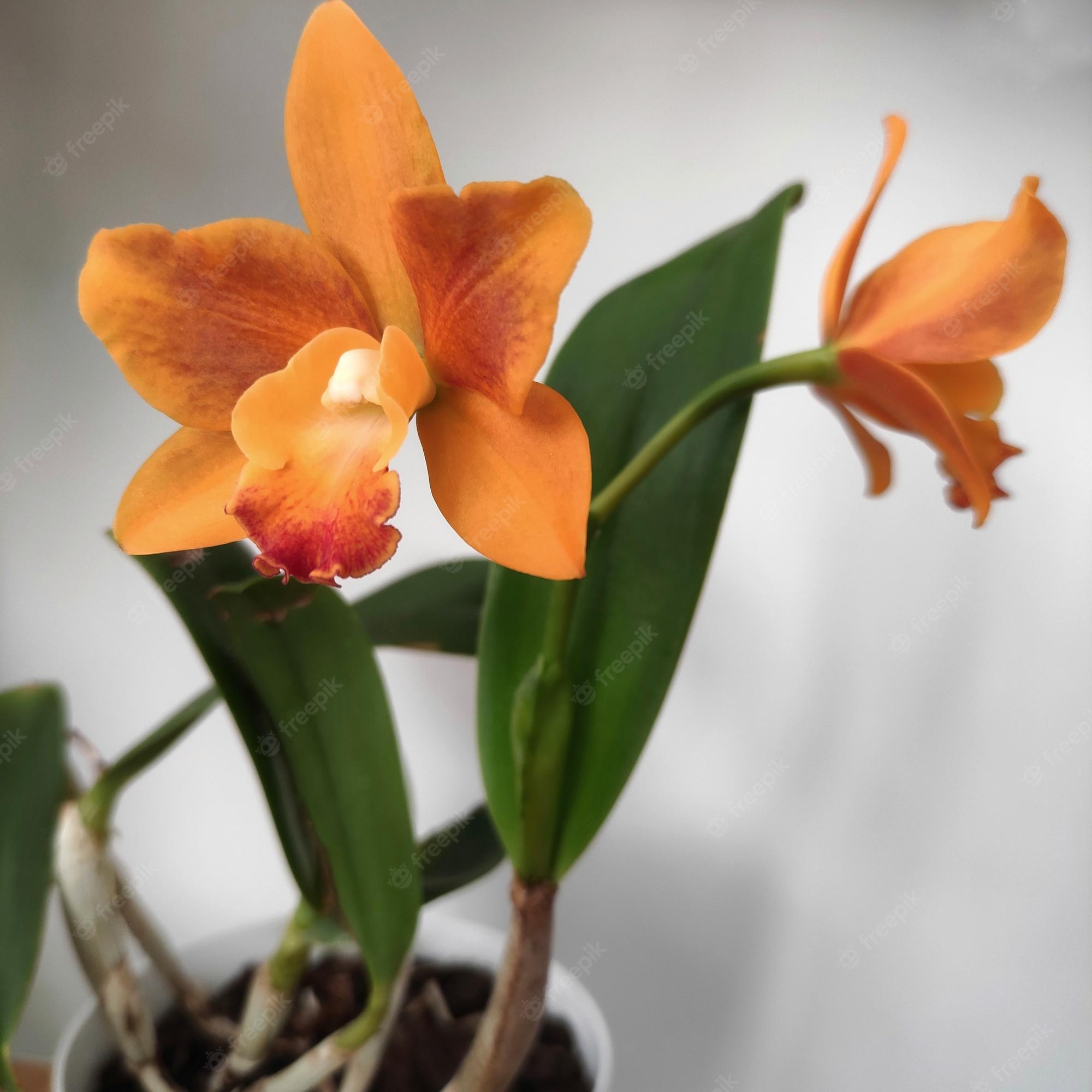 Cattleya Orchids Images Wallpapers