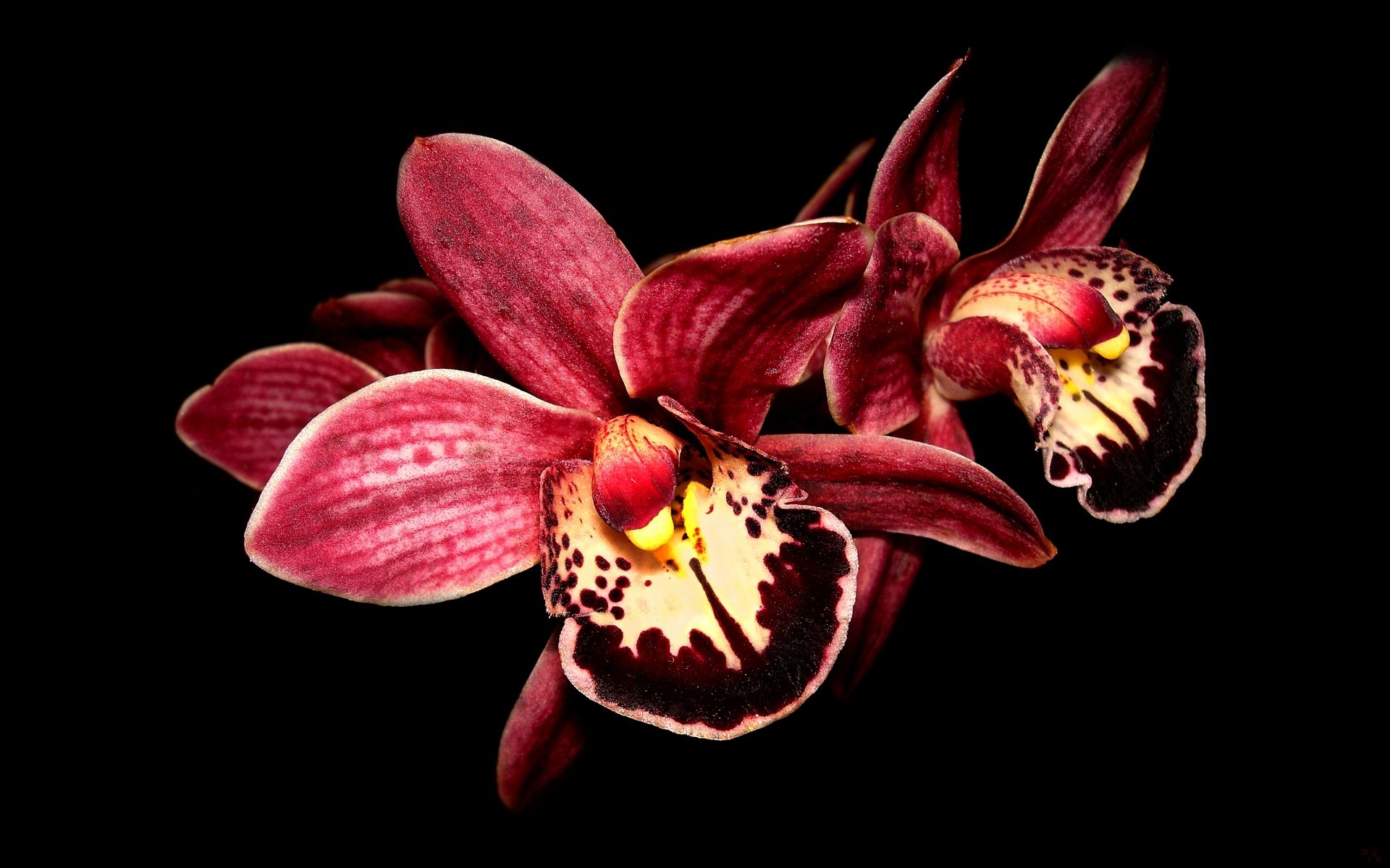 Cattleya Orchids Images Wallpapers