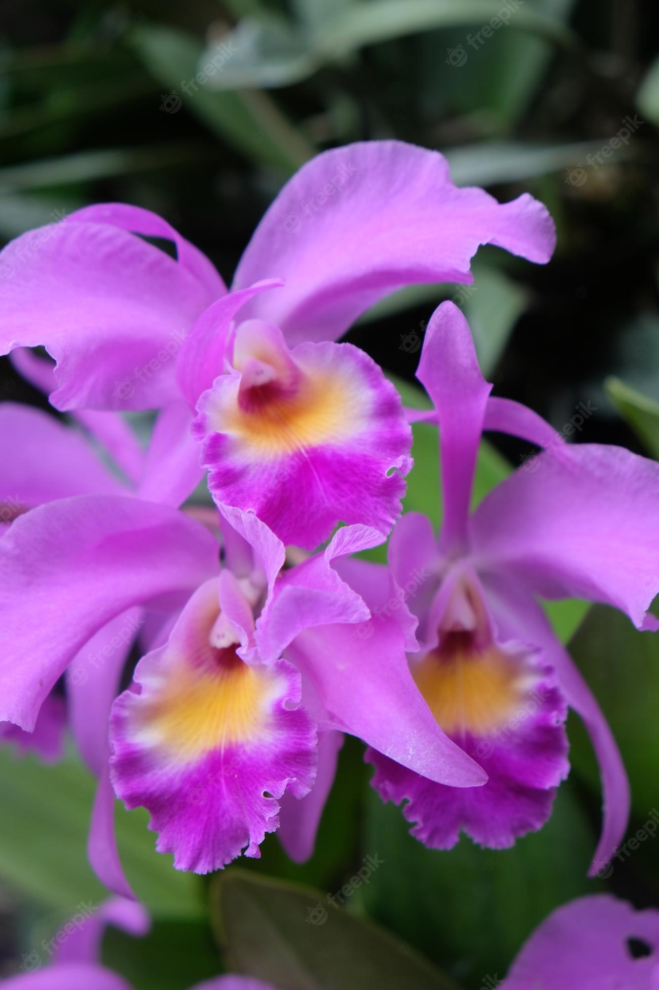 Cattleya Orchids Images Wallpapers