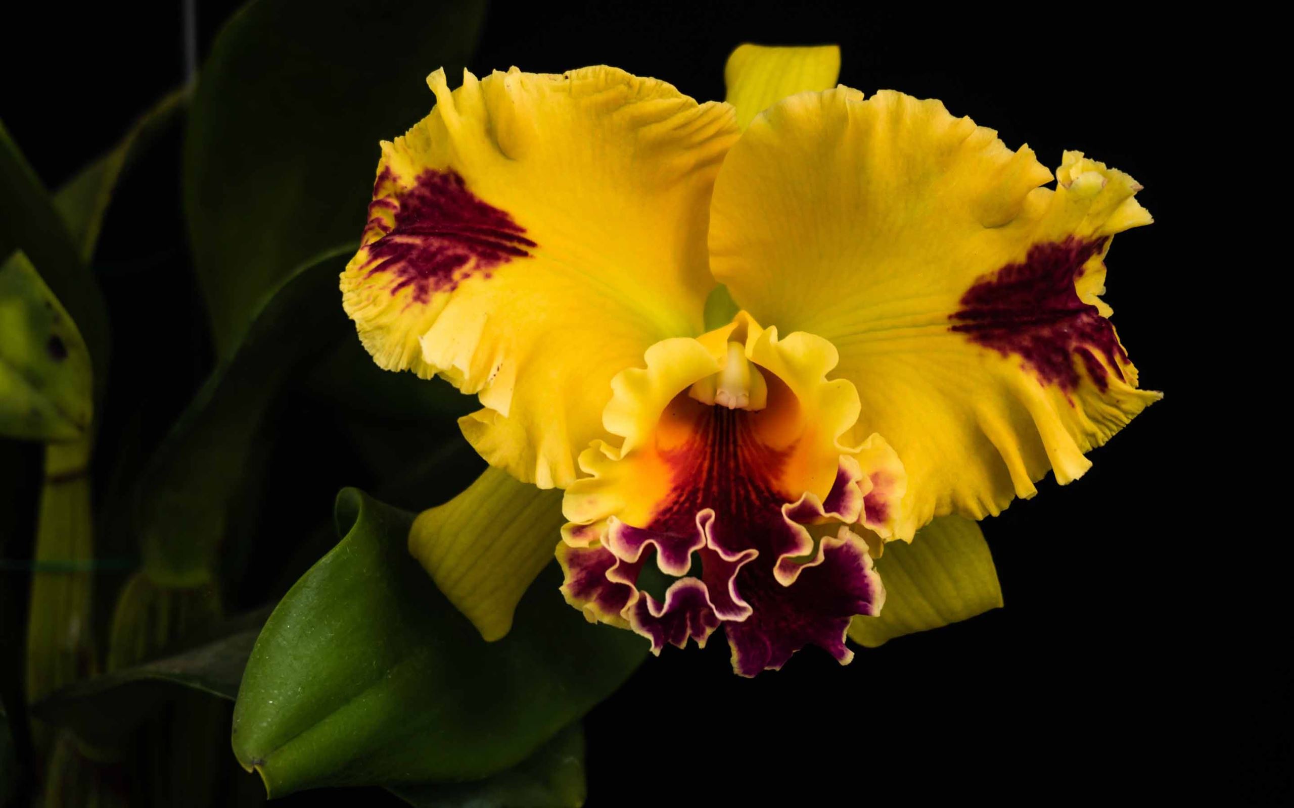 Cattleya Orchids Images Wallpapers