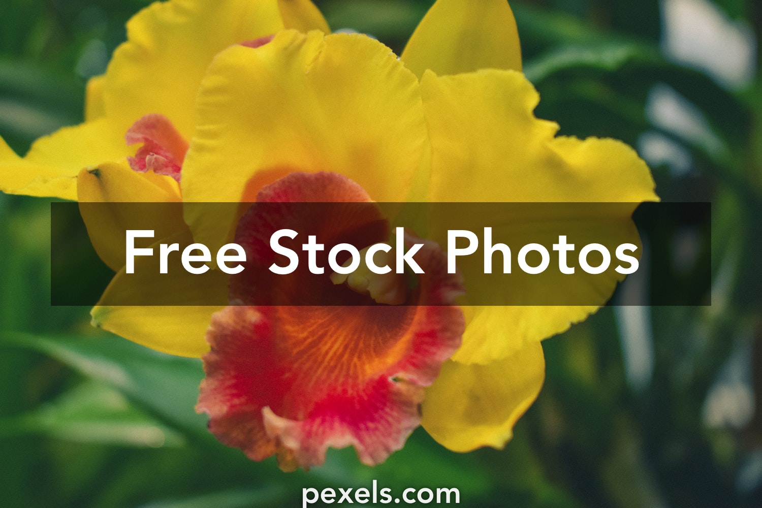 Cattleya Orchids Images Wallpapers