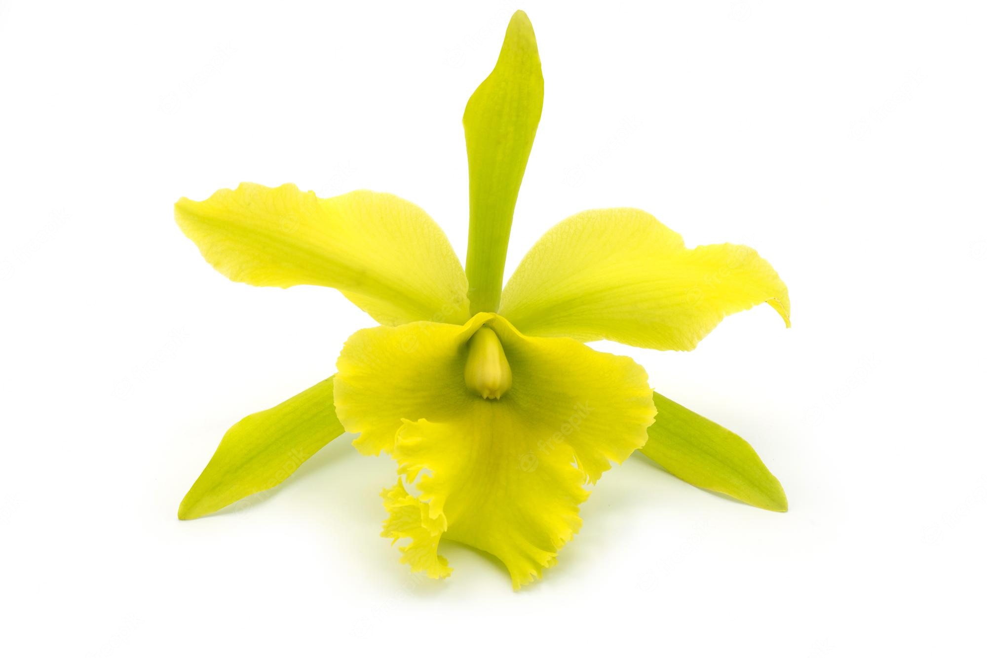 Cattleya Orchids Images Wallpapers