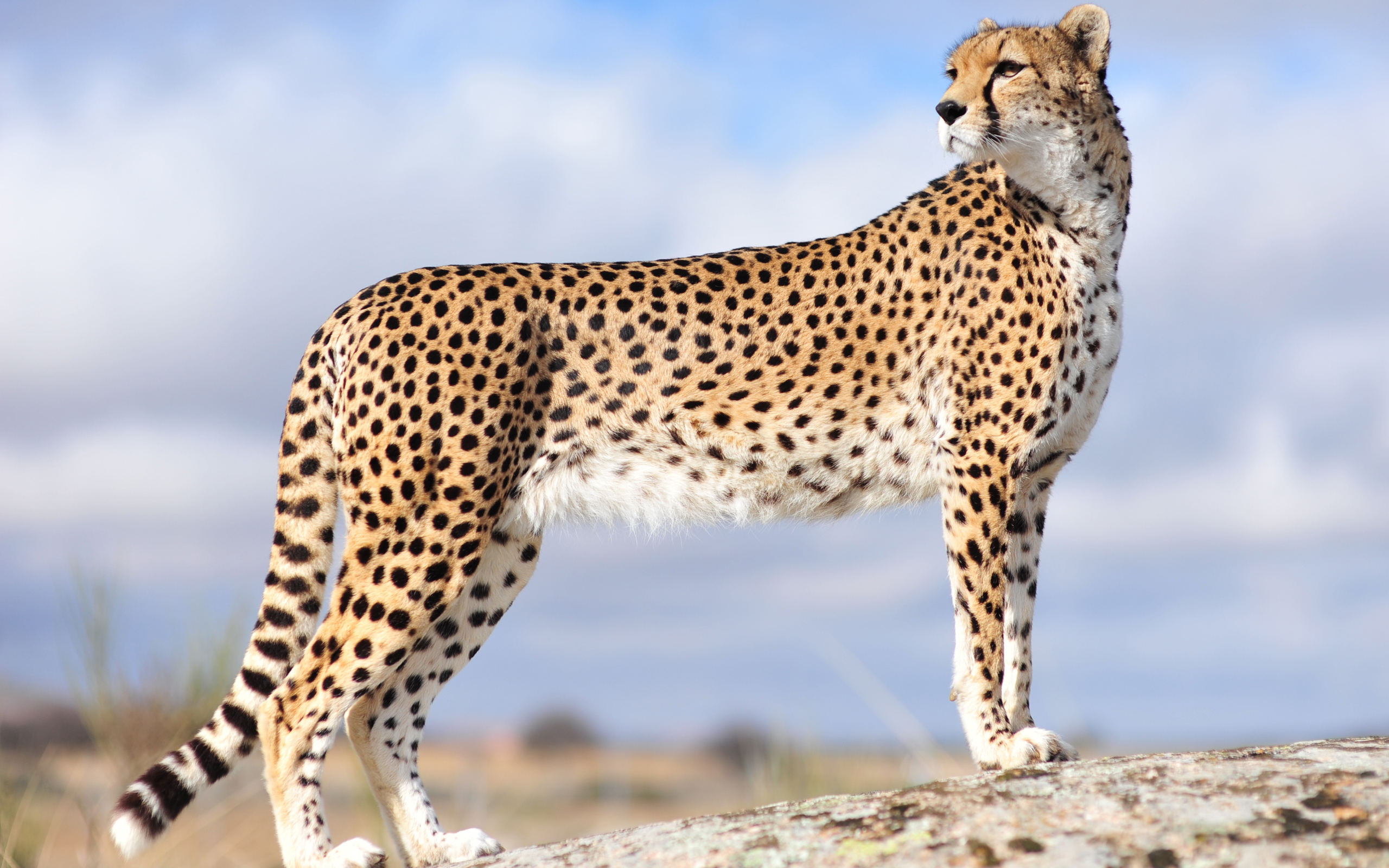Cheetah Desktop Wallpapers
