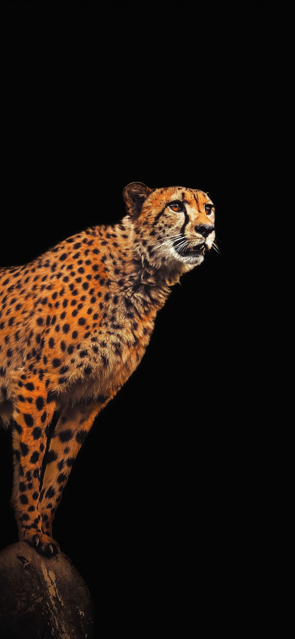 Cheetah Iphone Wallpapers
