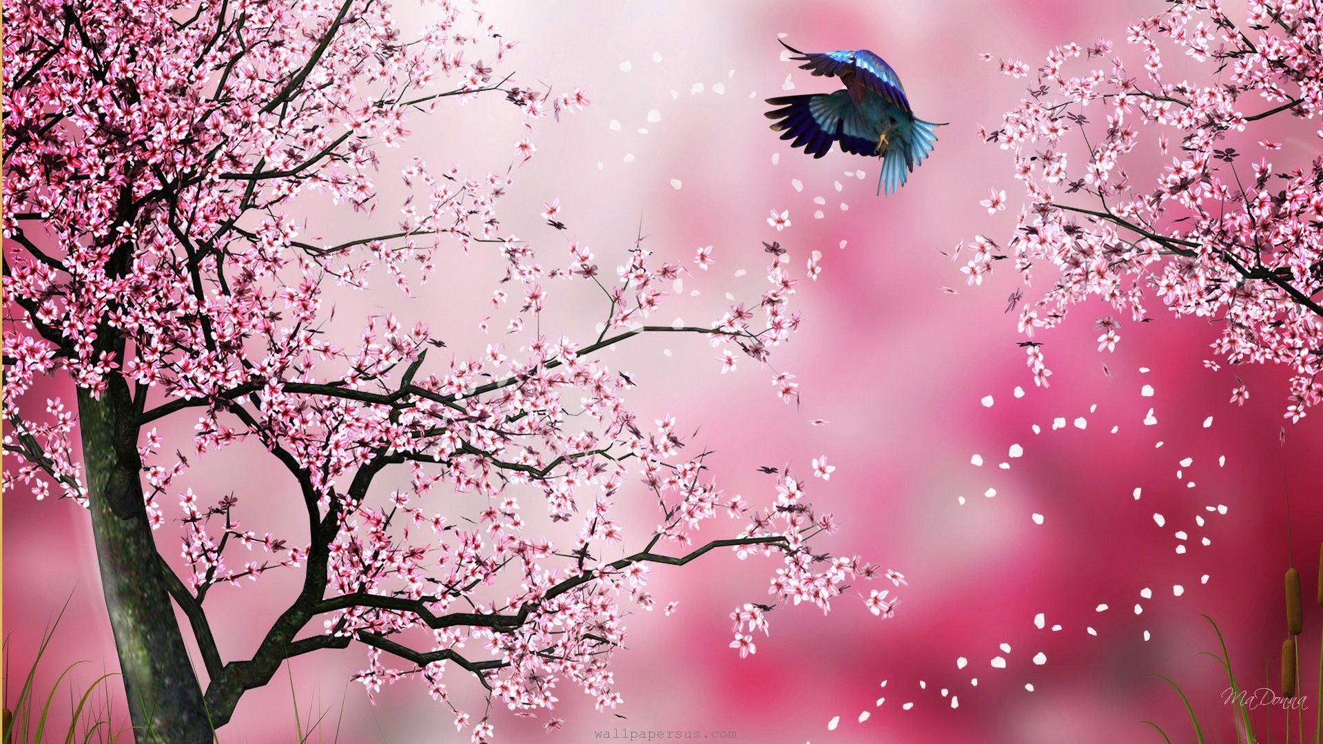 Cherry Blossom Drawing Wallpapers