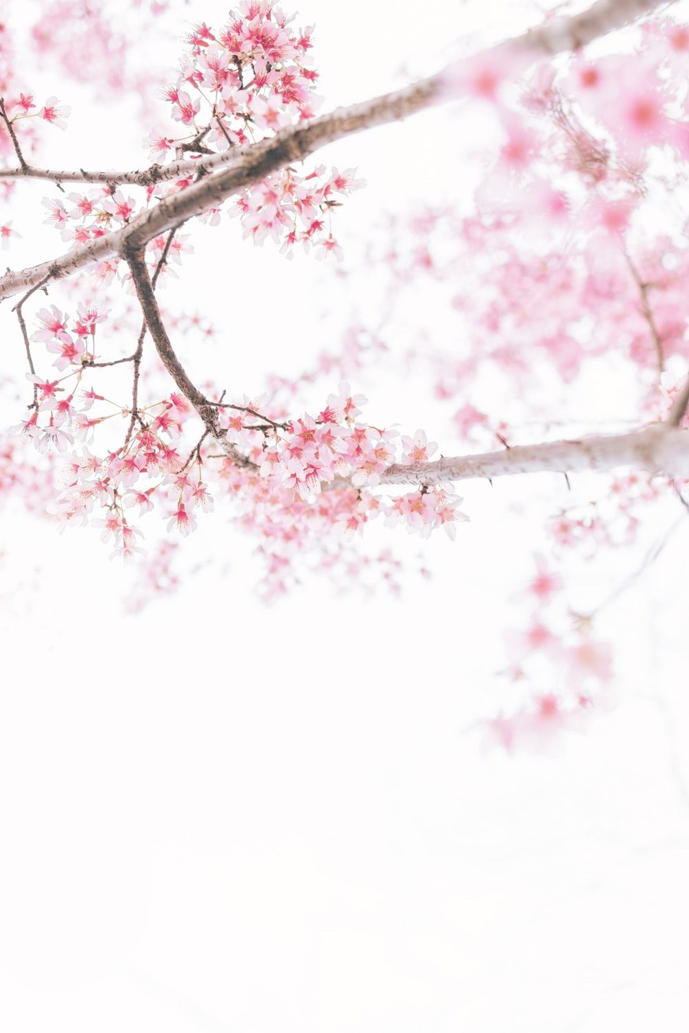 Cherry Blossom Drawing Wallpapers