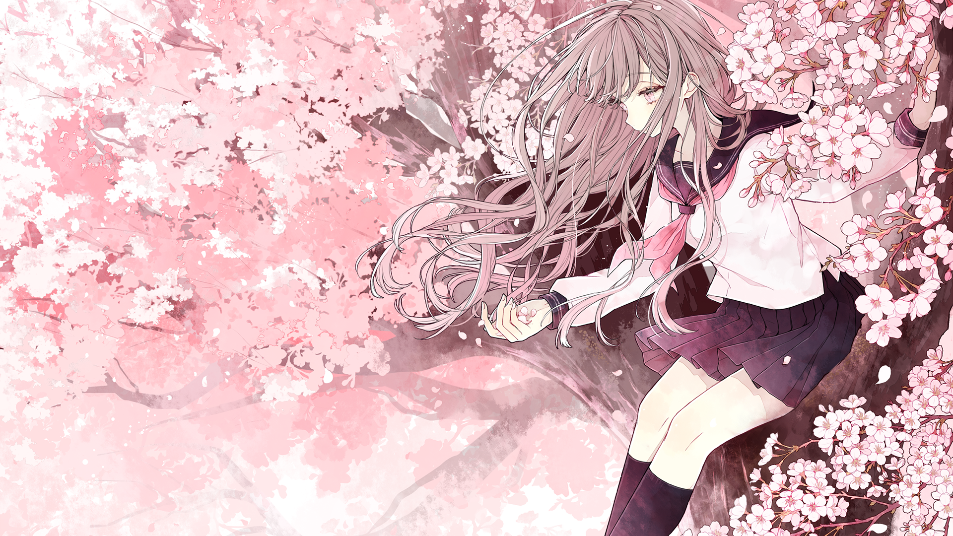 Cherry Blossom Drawing Wallpapers