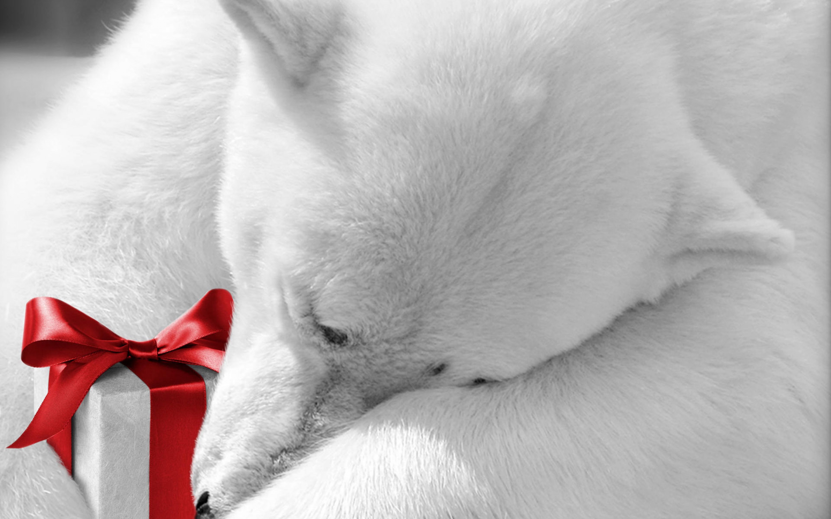 Christmas Polar Bear Wallpapers