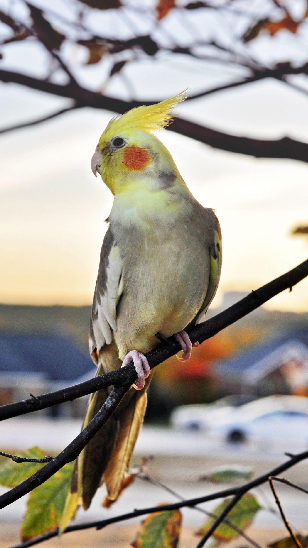 Cockatiel Iphone Wallpapers