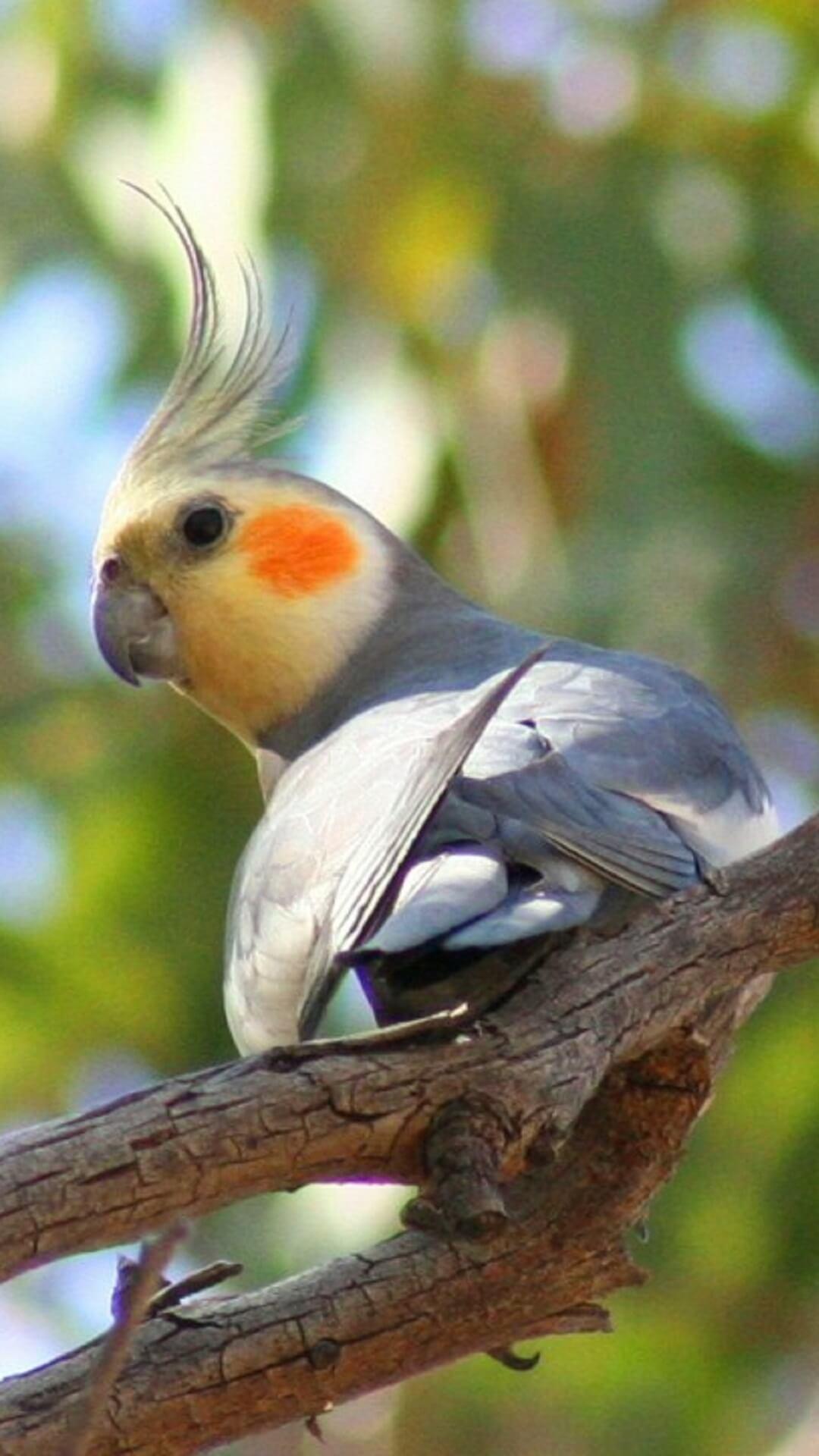 Cockatiel Iphone Wallpapers