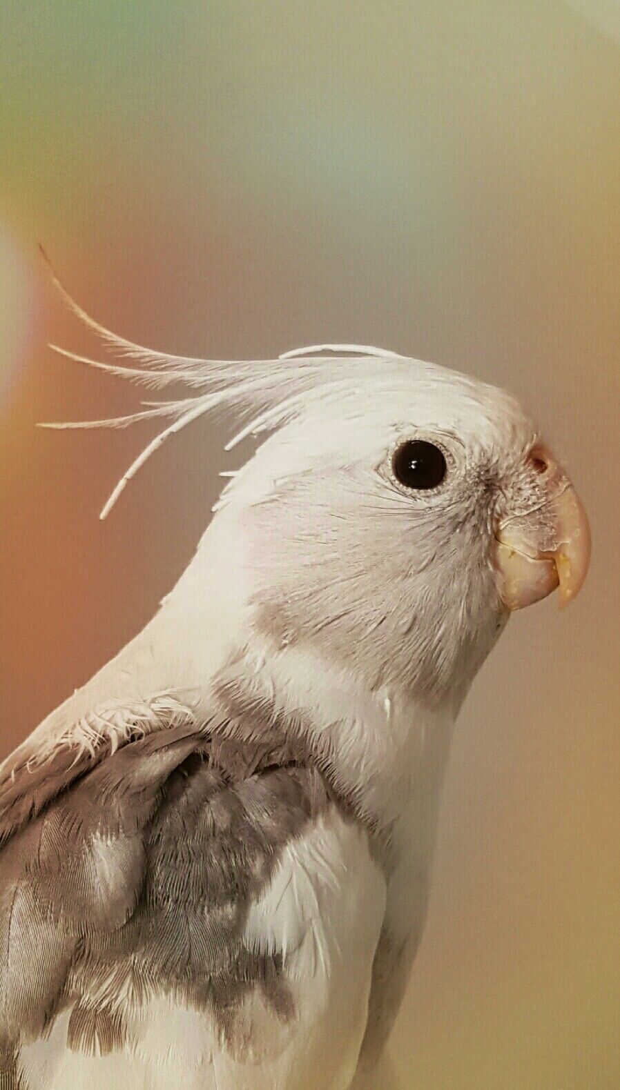 Cockatiel Iphone Wallpapers