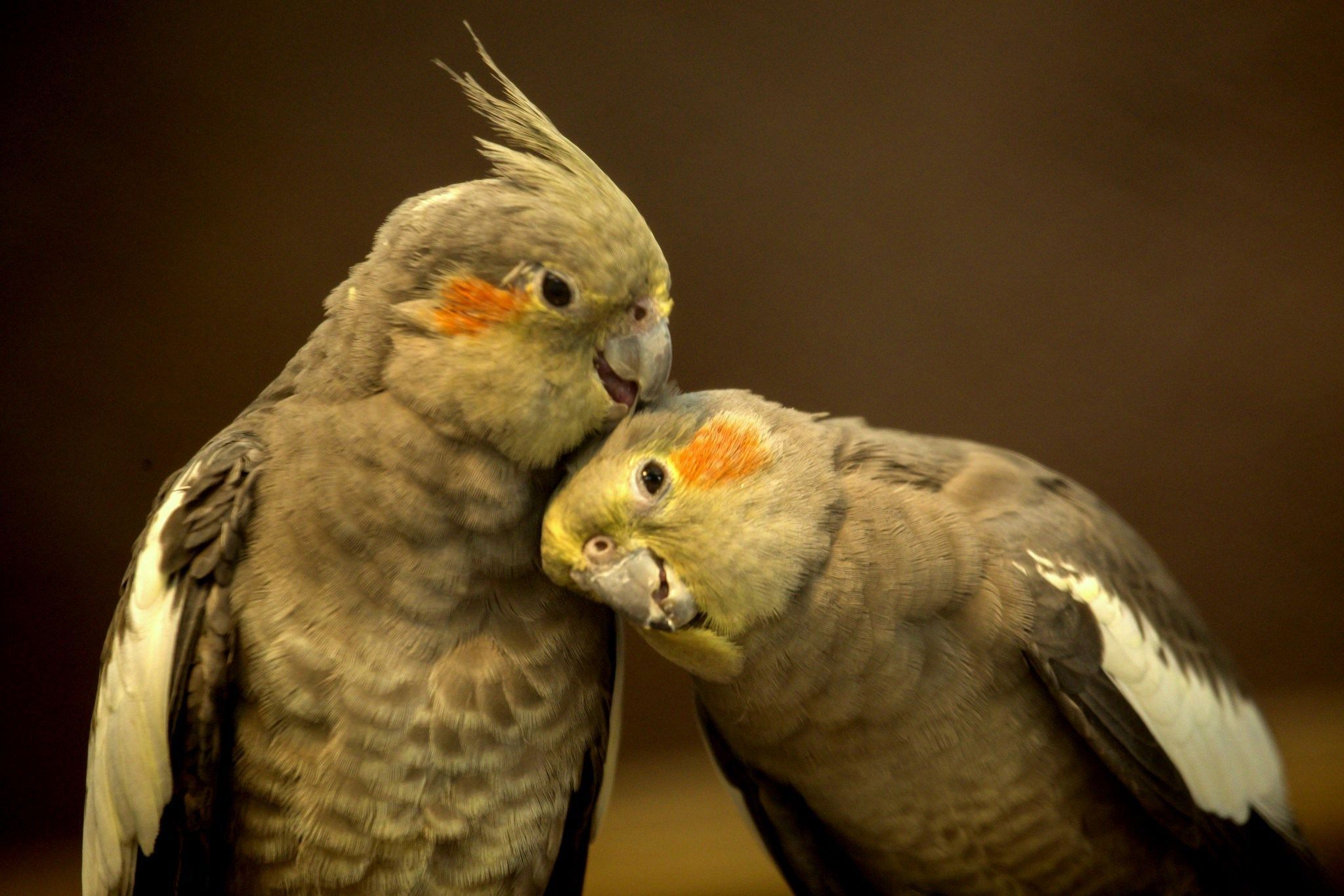 Cockatiel Iphone Wallpapers