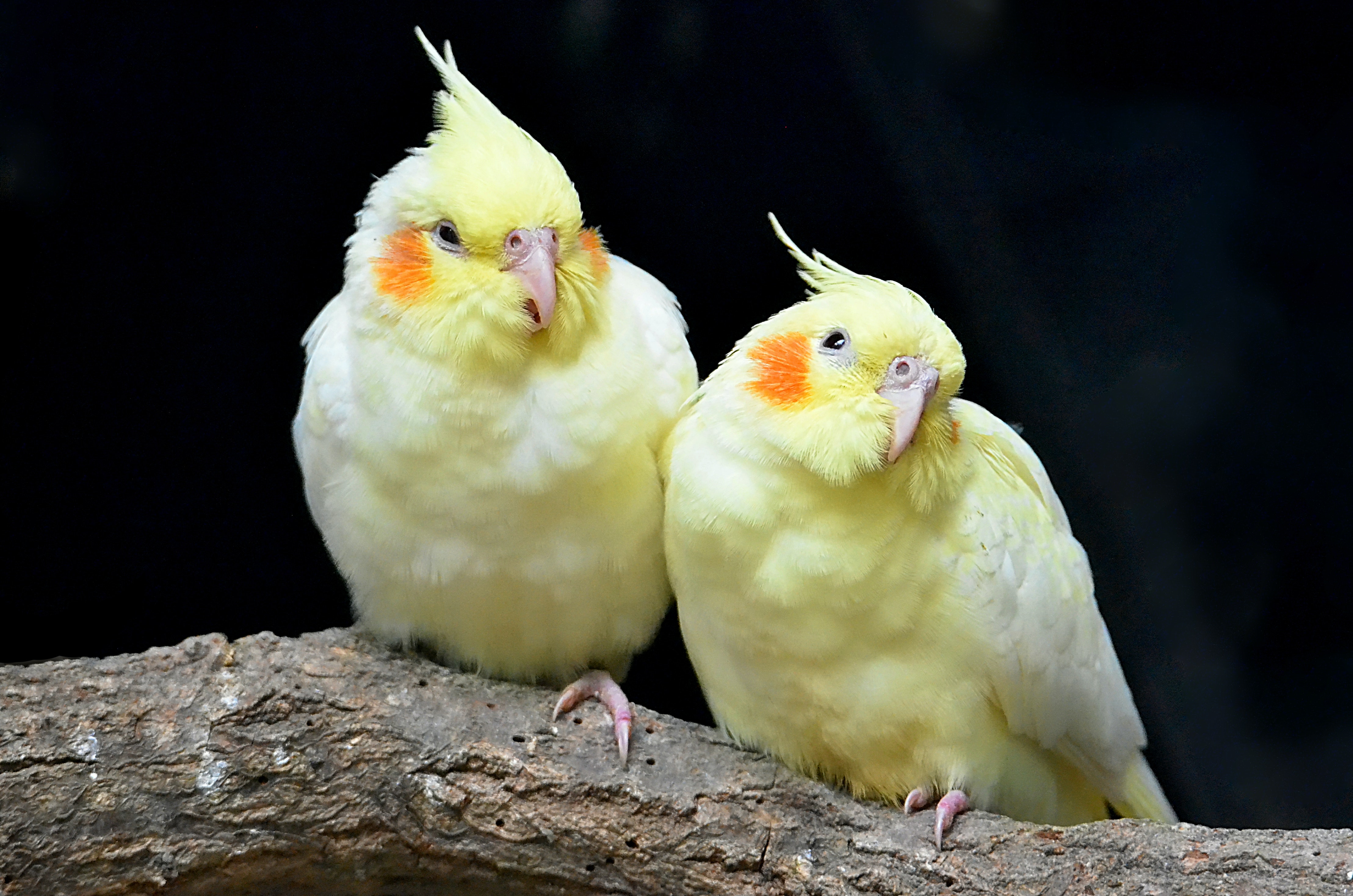 Cockatiel Iphone Wallpapers