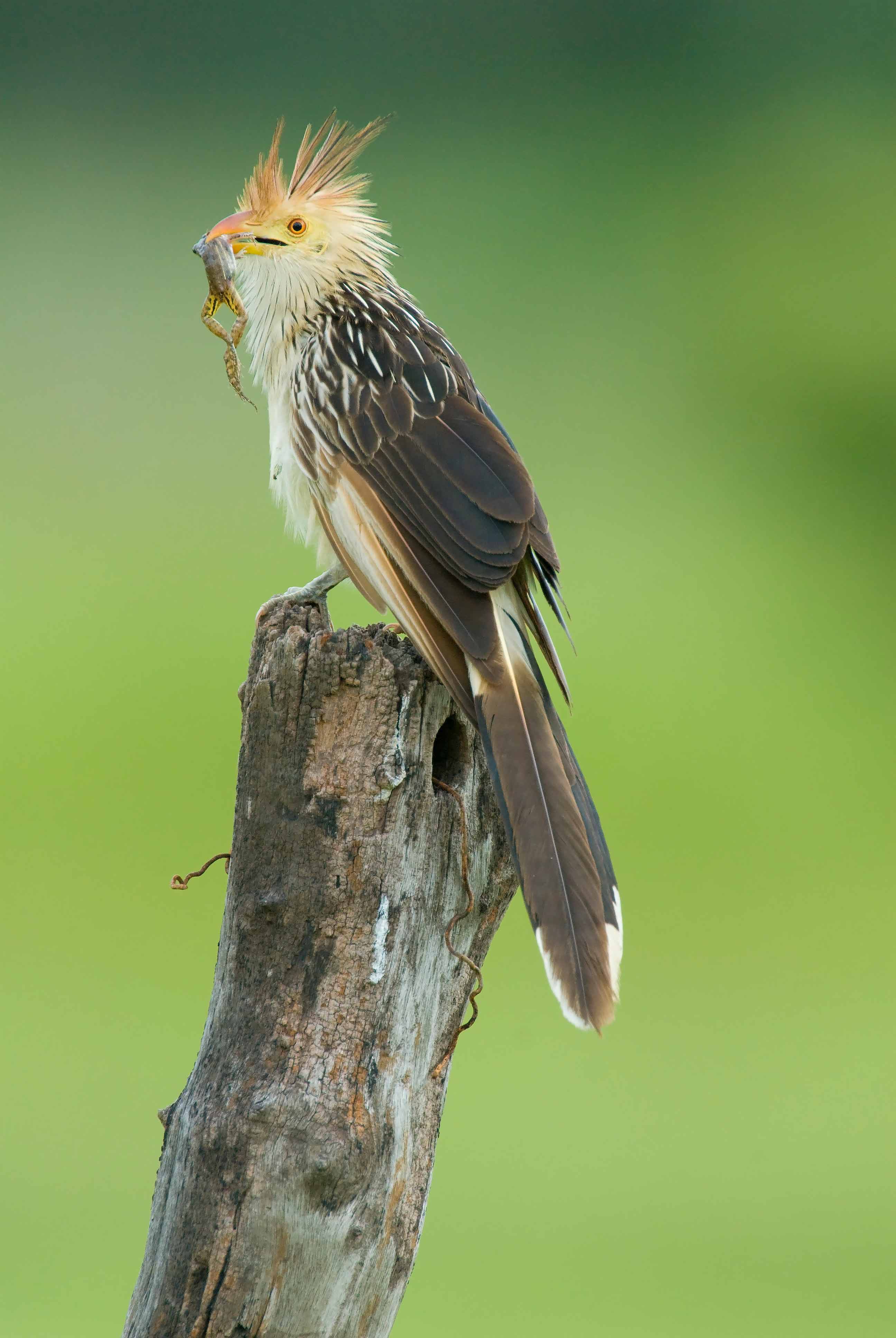 Cockatiel Iphone Wallpapers