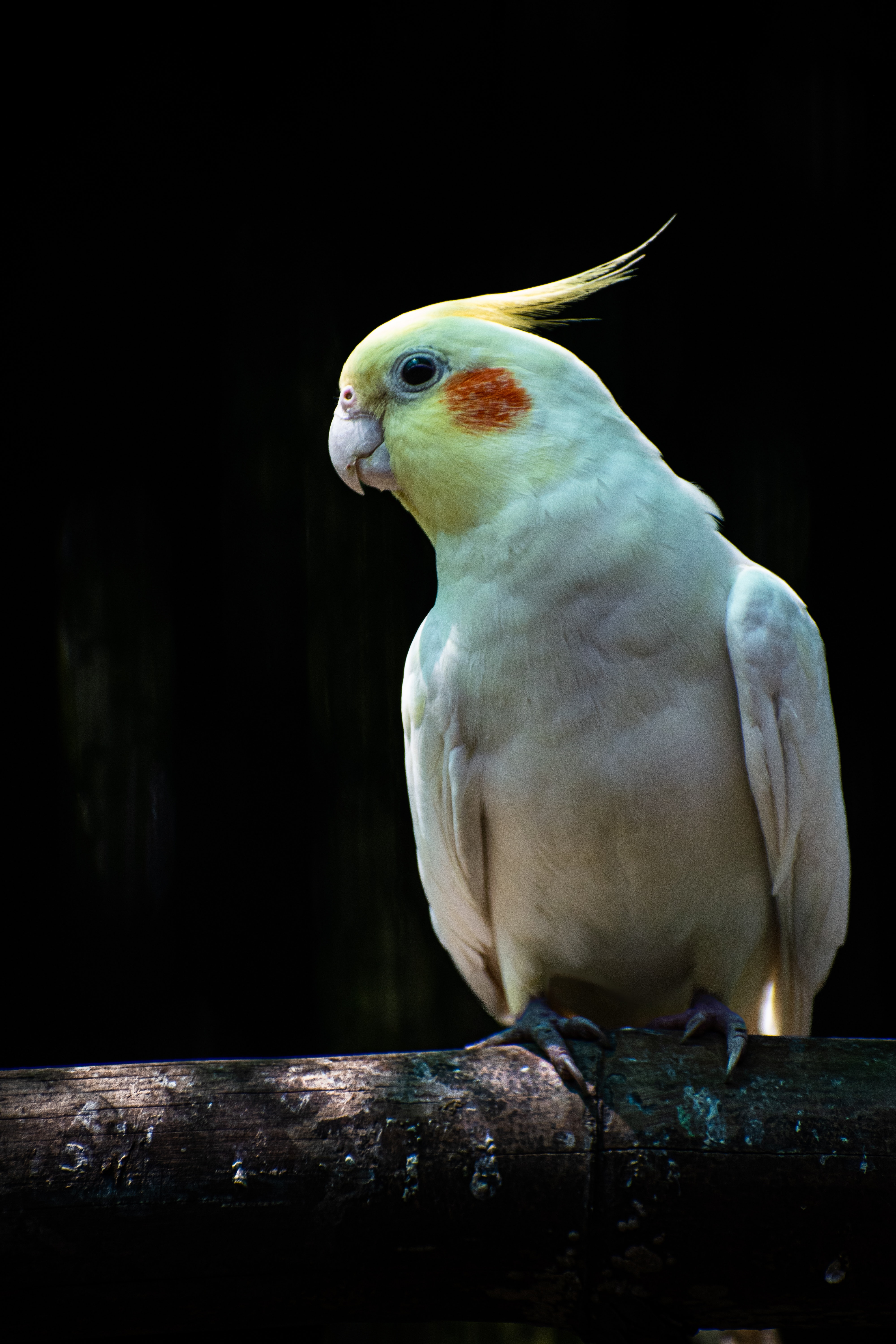 Cockatiel Iphone Wallpapers